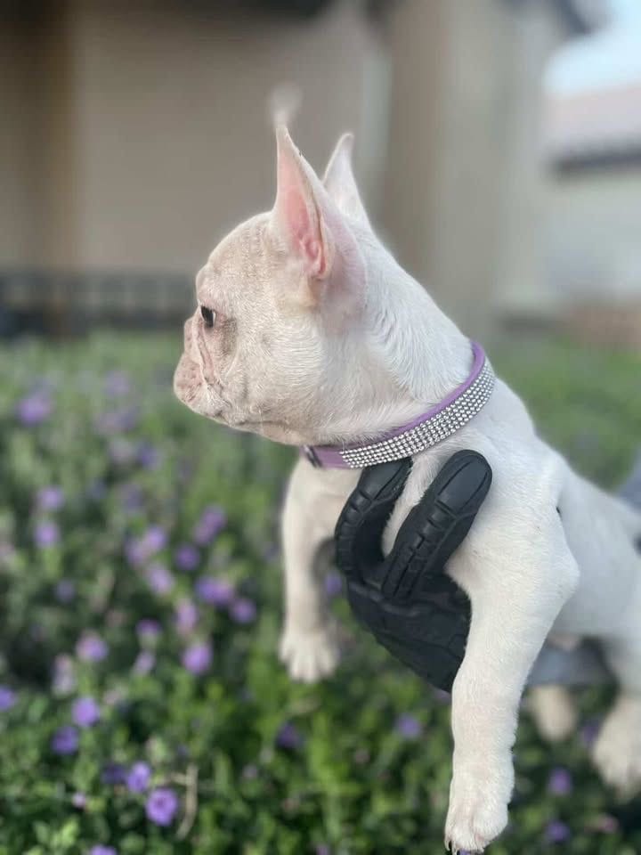 French Bulldog, a female French Bulldog for sale in Goodyear, AZ – 4 of 6