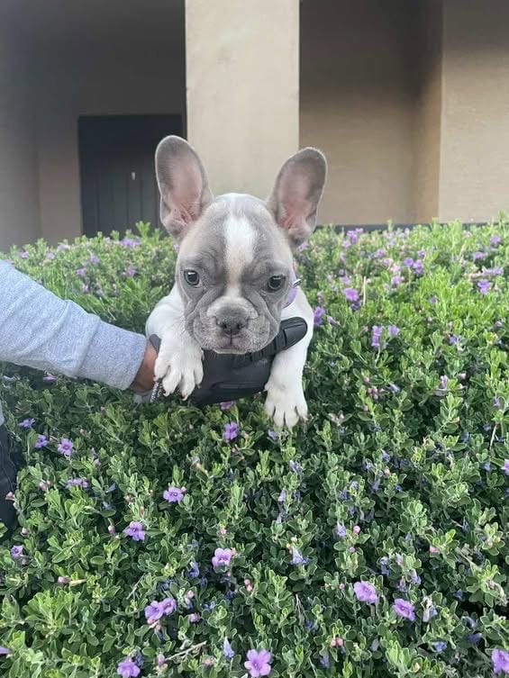 French Bulldog – French Bulldog puppy for sale in Goodyear, AZ