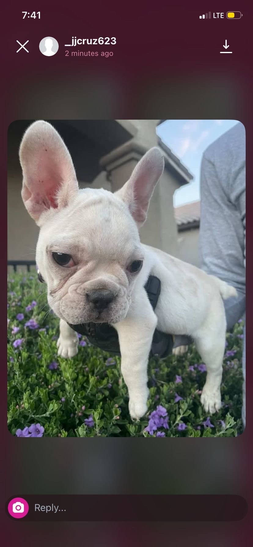 French Bulldog, a female French Bulldog for sale in Goodyear, AZ – 5 of 6