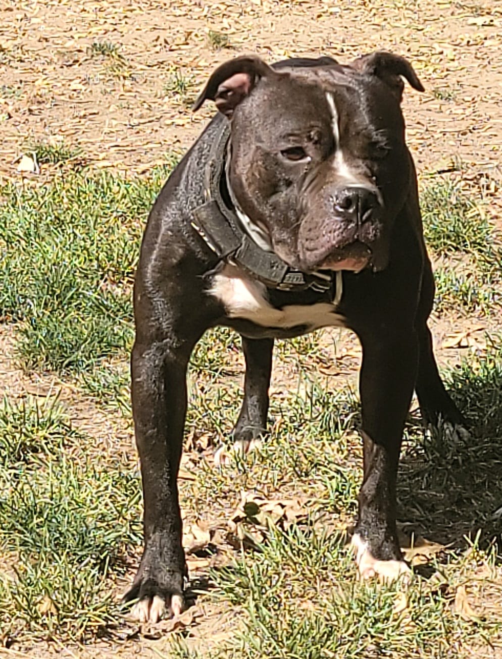 Junior – American Bully, Olde Boston Bulldogge puppy for sale in Lake Grove, NY