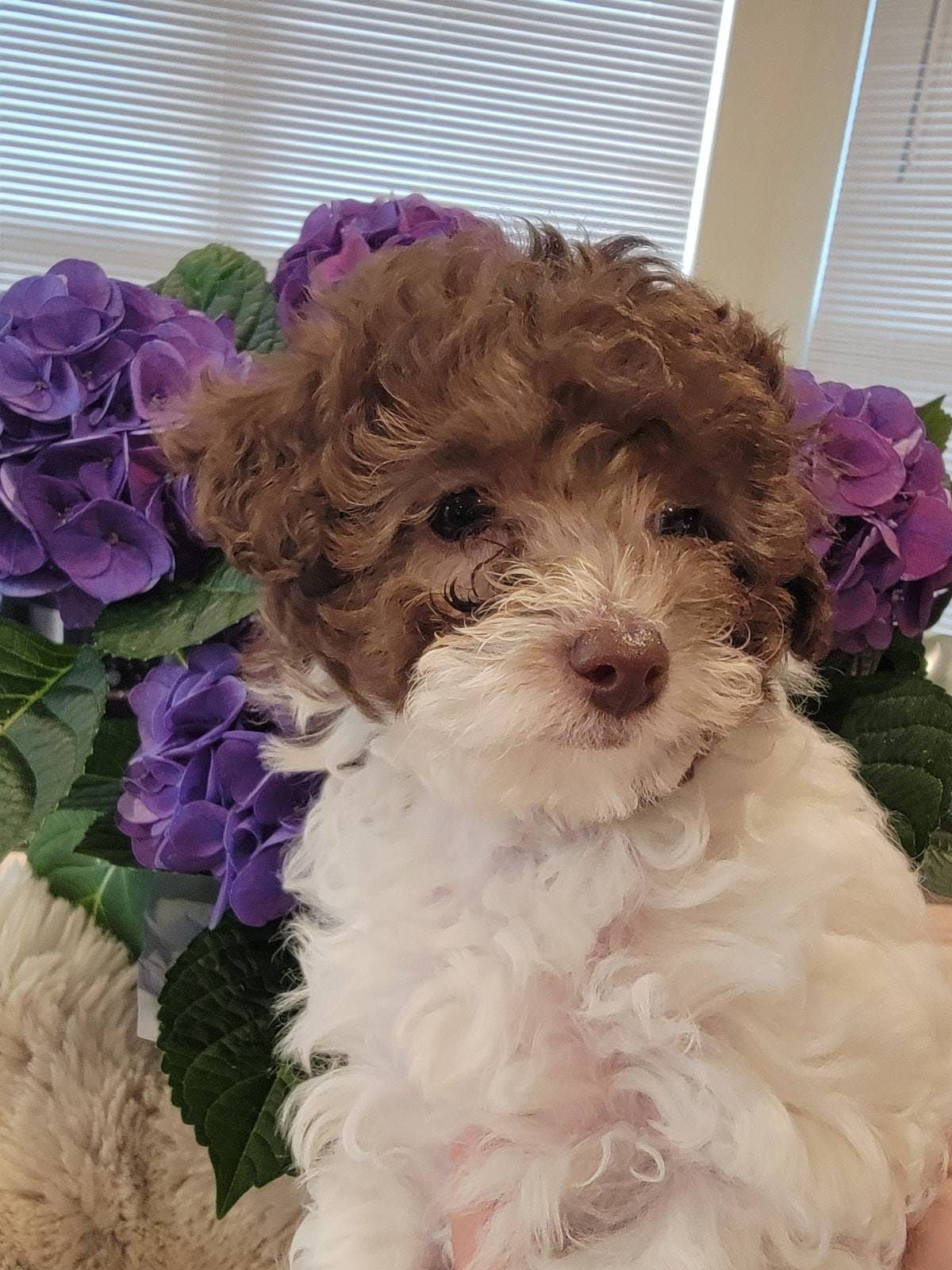 Jasmine  AKC – Poodle - Toy  puppy for sale in Greenville, SC