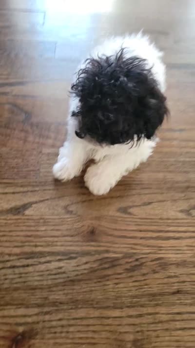 AKC Duke, a male Poodle - Toy  for sale in Greenville, SC – 2 of 6