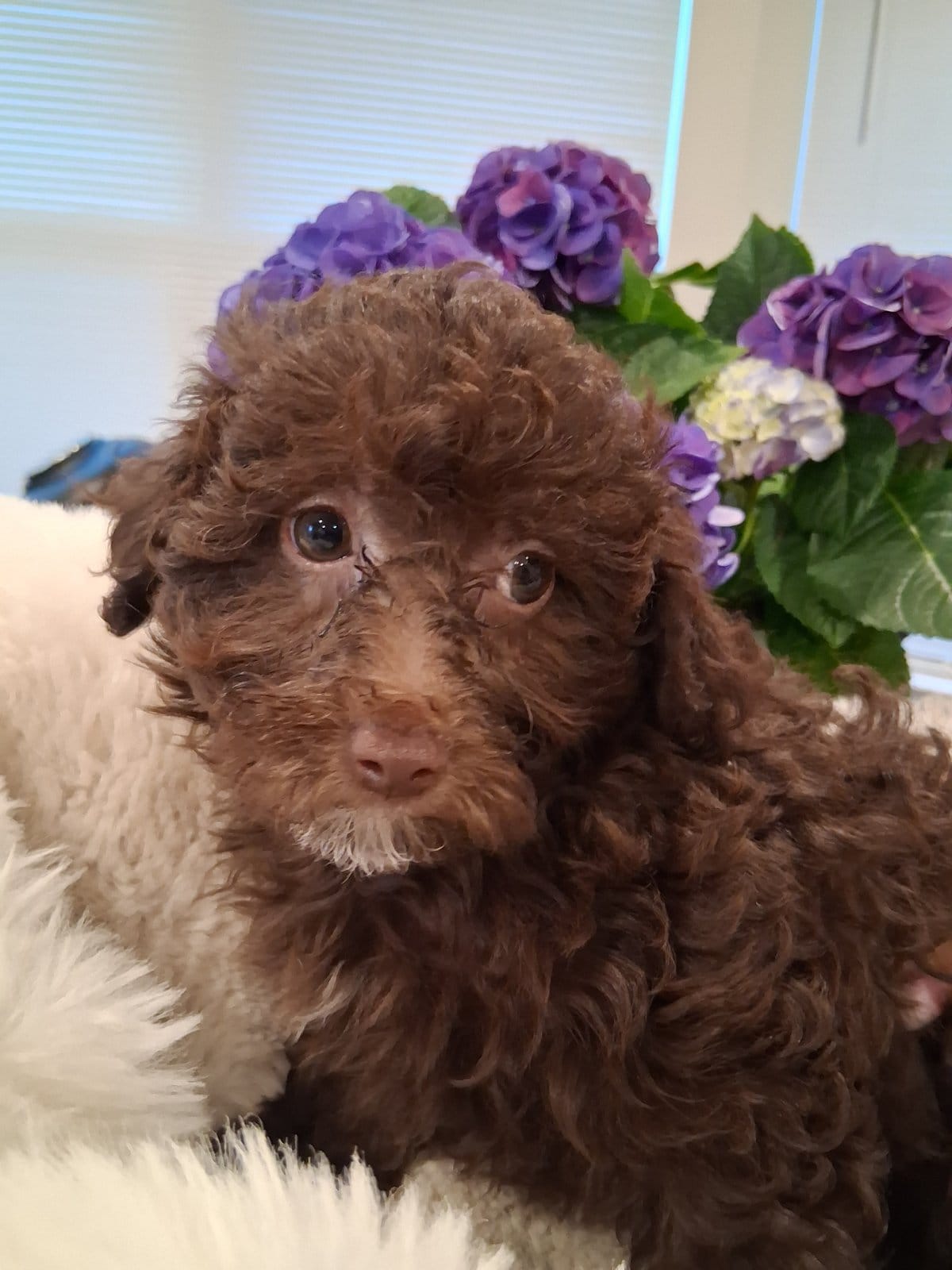 Coco AKC – Poodle - Toy  puppy for sale in Greenville, SC