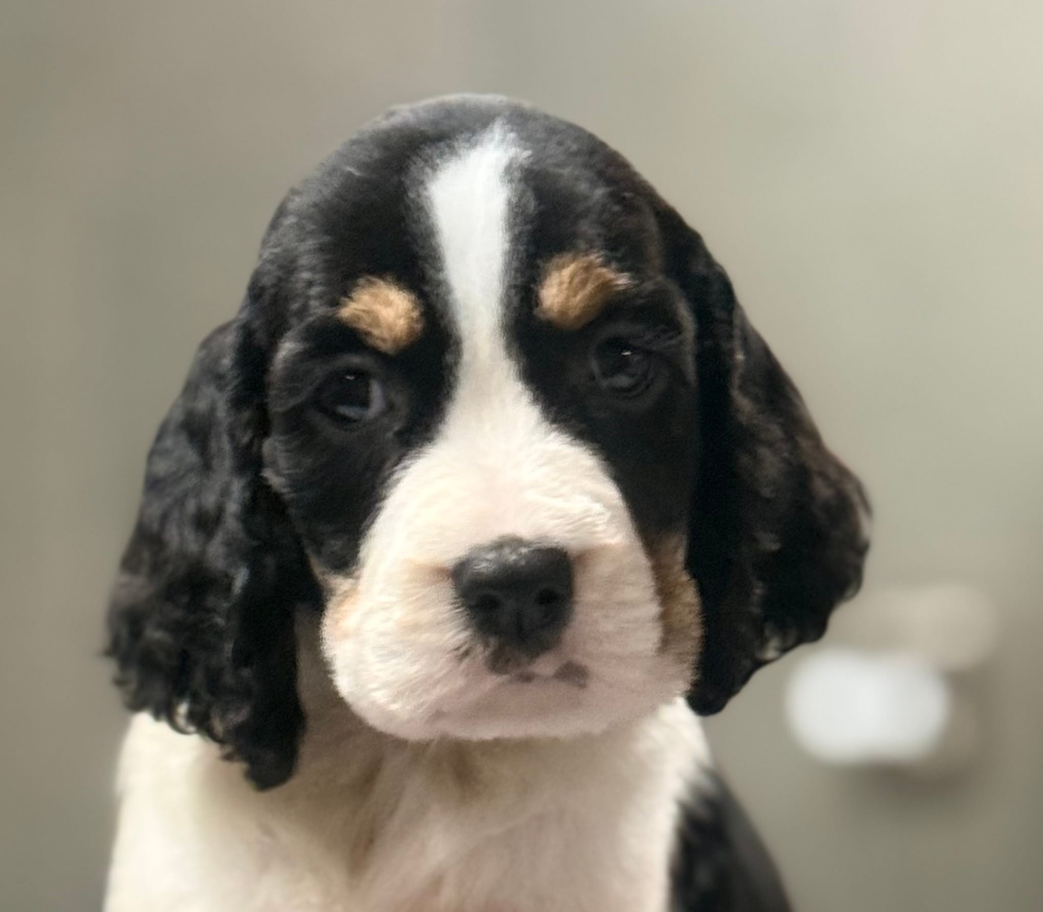 Sunny – English Springer Spaniel puppy for sale in Wilmer, AL