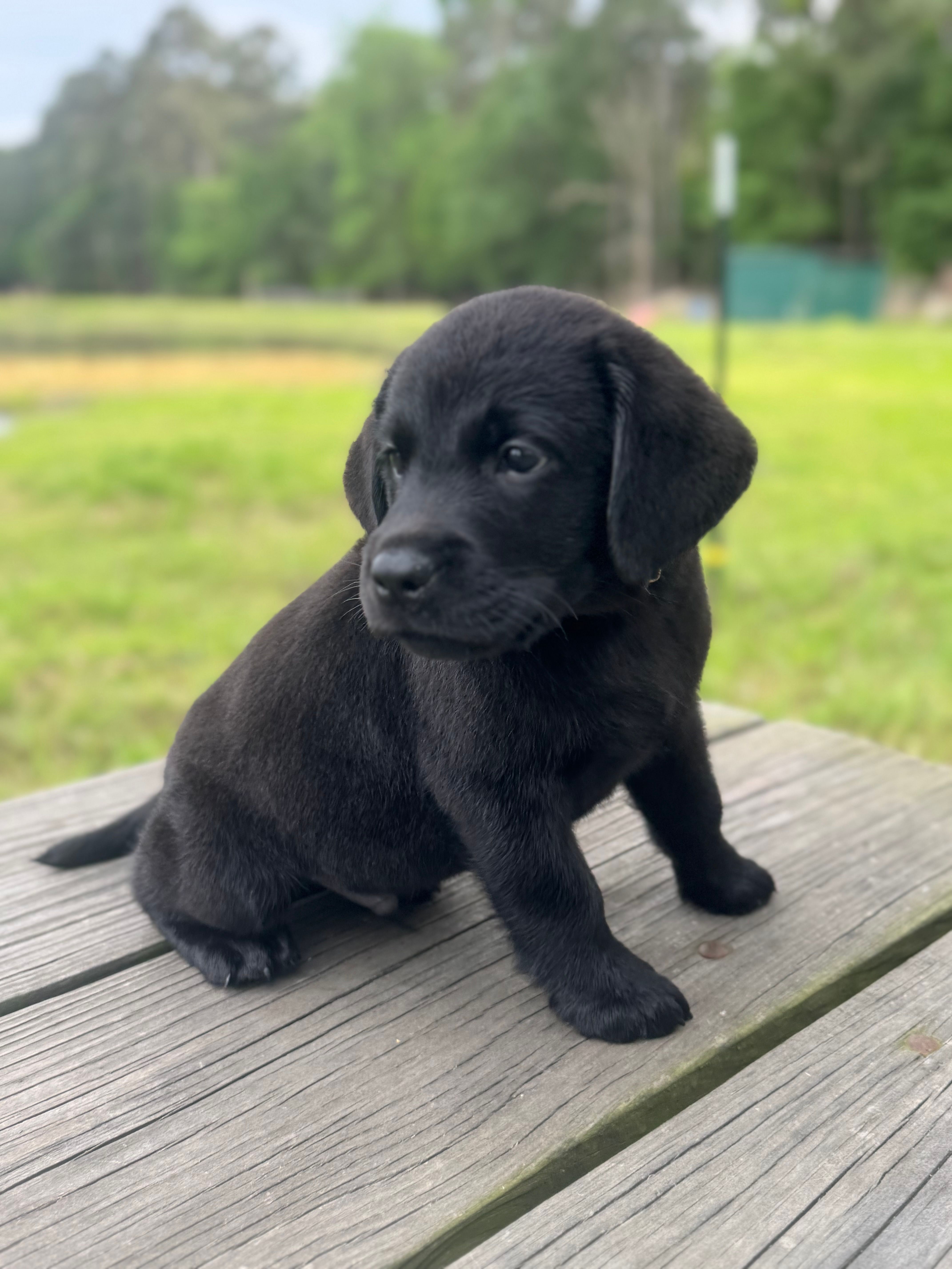 Zach – Labrador Retriever puppy for sale in Lovelady, TX