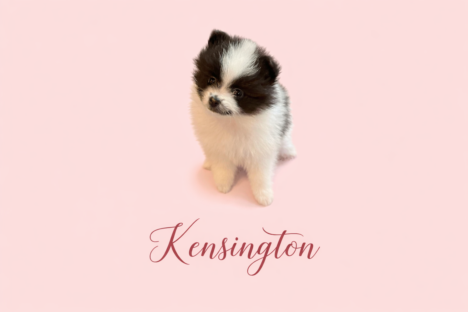 AKC Kensington