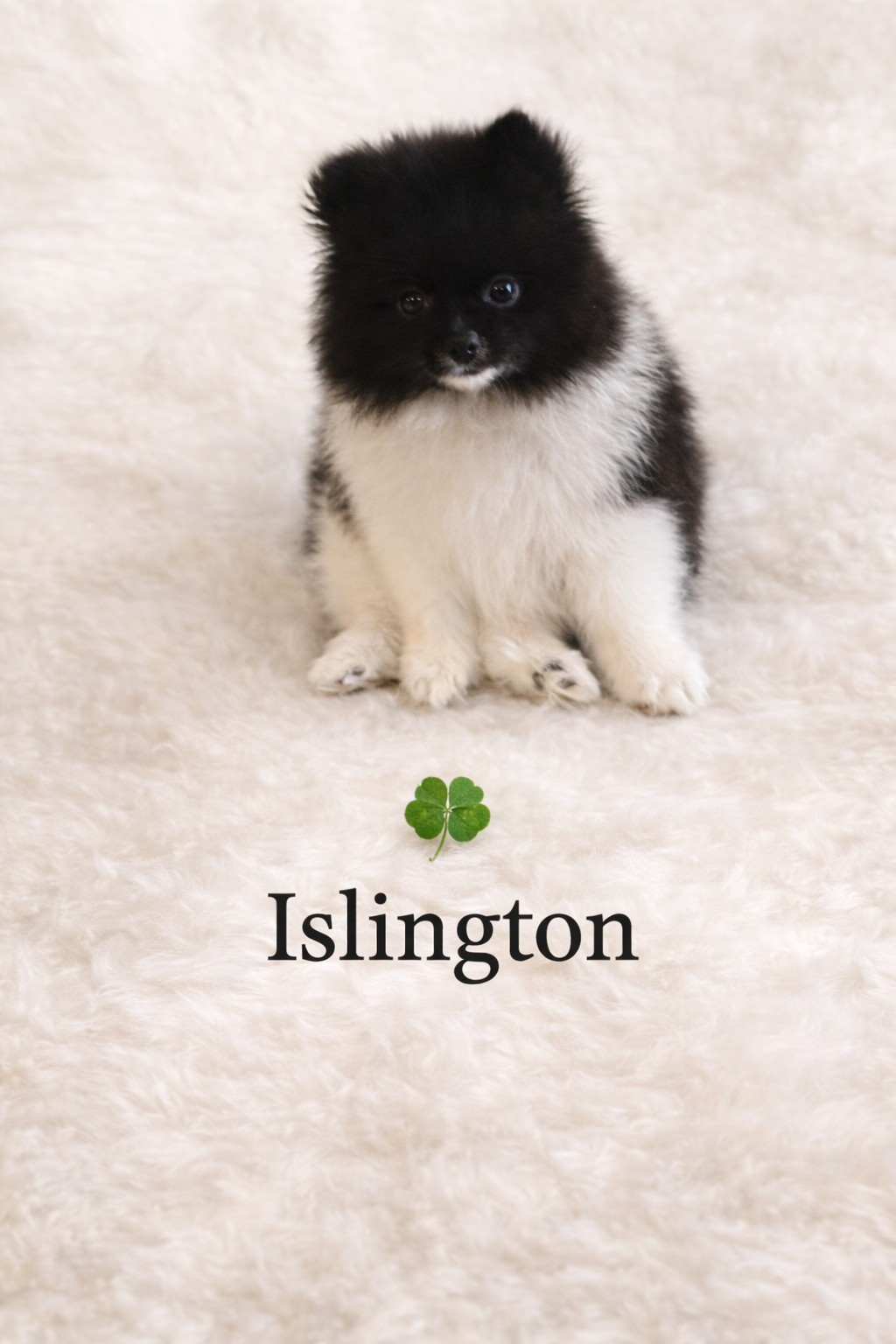 AKC Islington – Pomeranian puppy for sale in Corpus Christi, TX