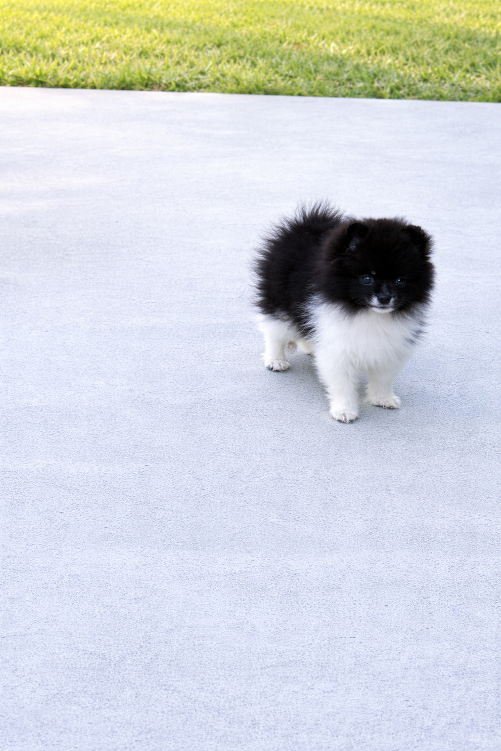 AKC Islington – Pomeranian puppy for sale in Corpus Christi, TX