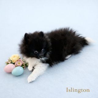 AKC Islington – Pomeranian puppy for sale in Corpus Christi, TX