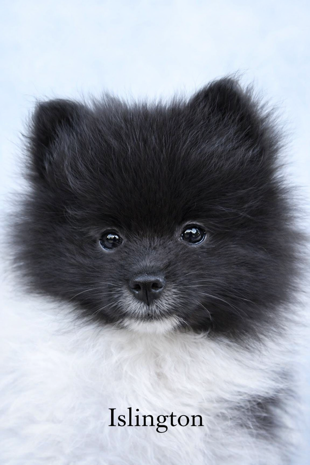 AKC Islington – Pomeranian puppy for sale in Corpus Christi, TX