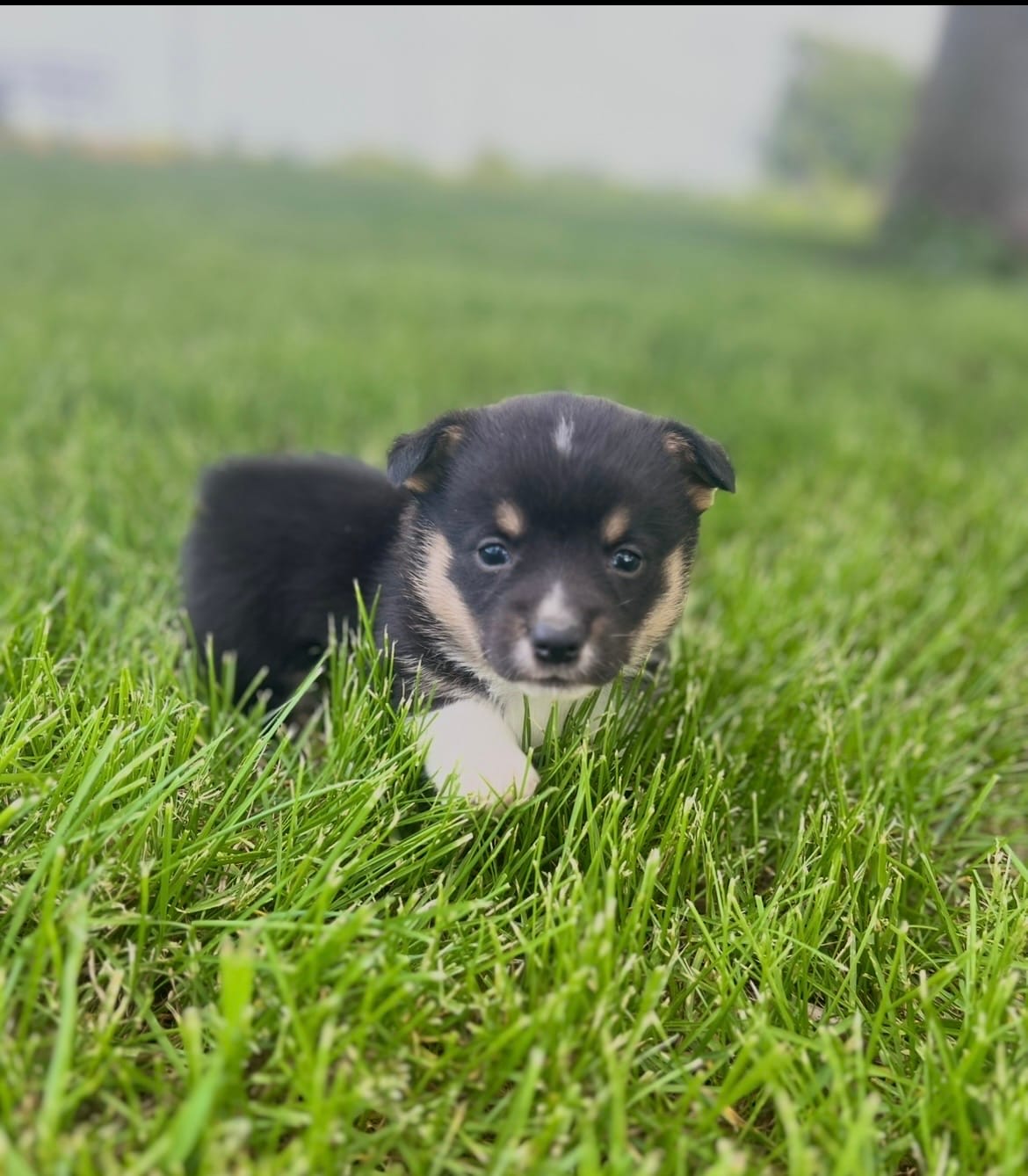 Reggie  – Pembroke Welsh Corgi puppy for sale in Downing, MO