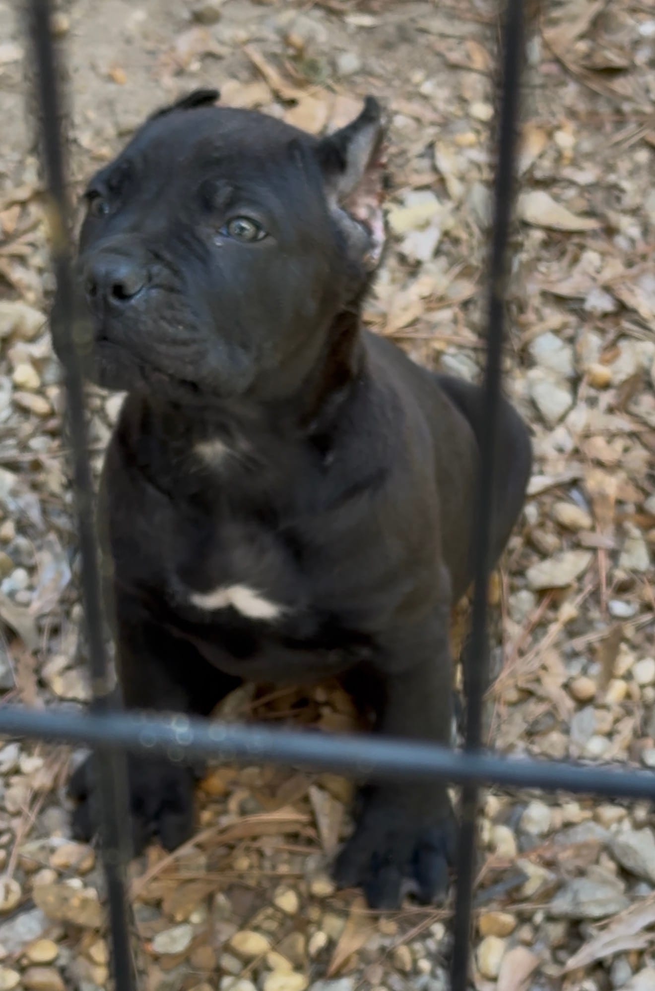 Beautiful  – Cane Corso puppy for sale in Fayetteville, GA