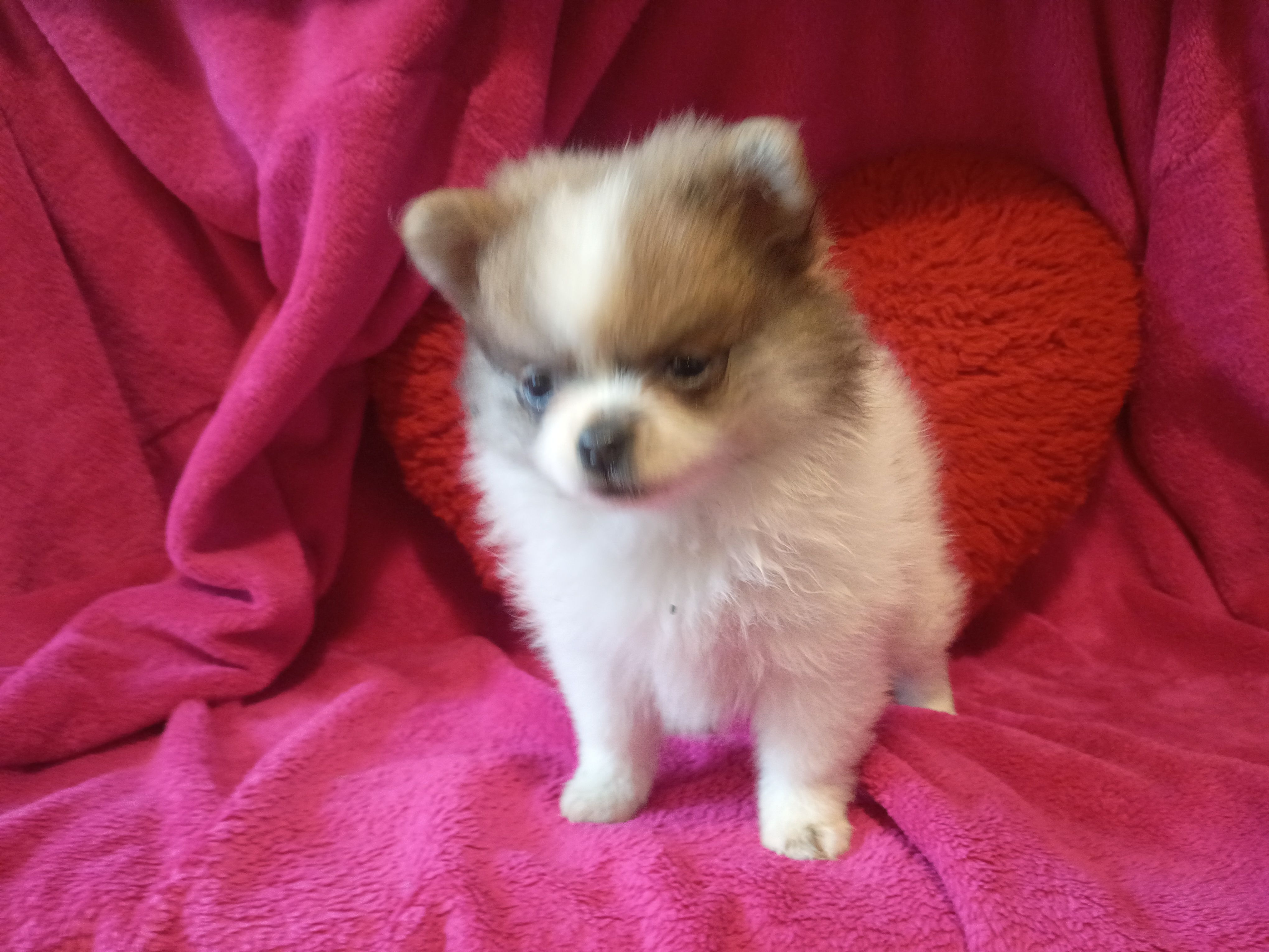 Cuddles – Pomeranian puppy for sale in Duluth, MN