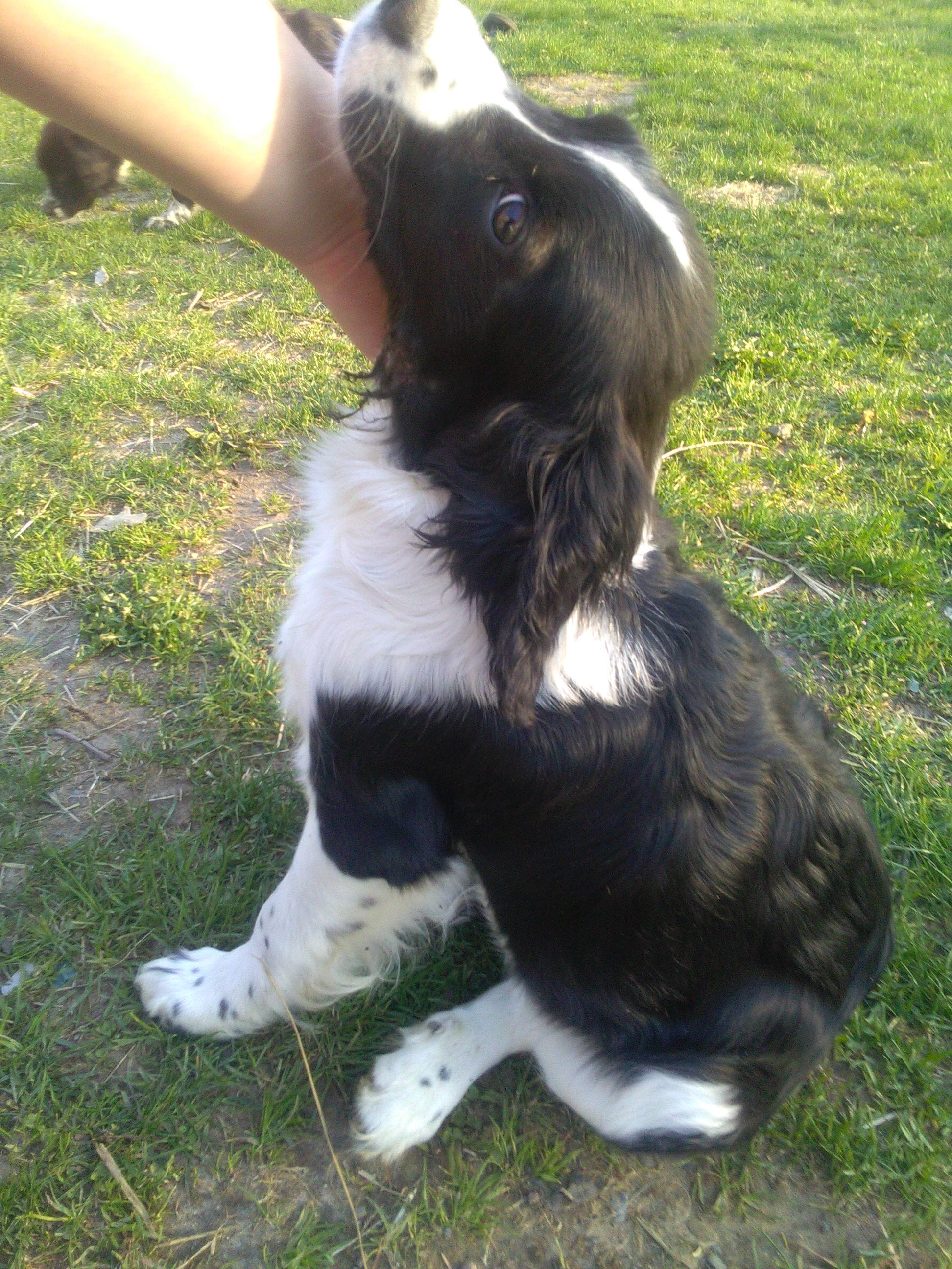 Flower – Border Collie, Cocker Spaniel puppy for sale in Mannsville, NY