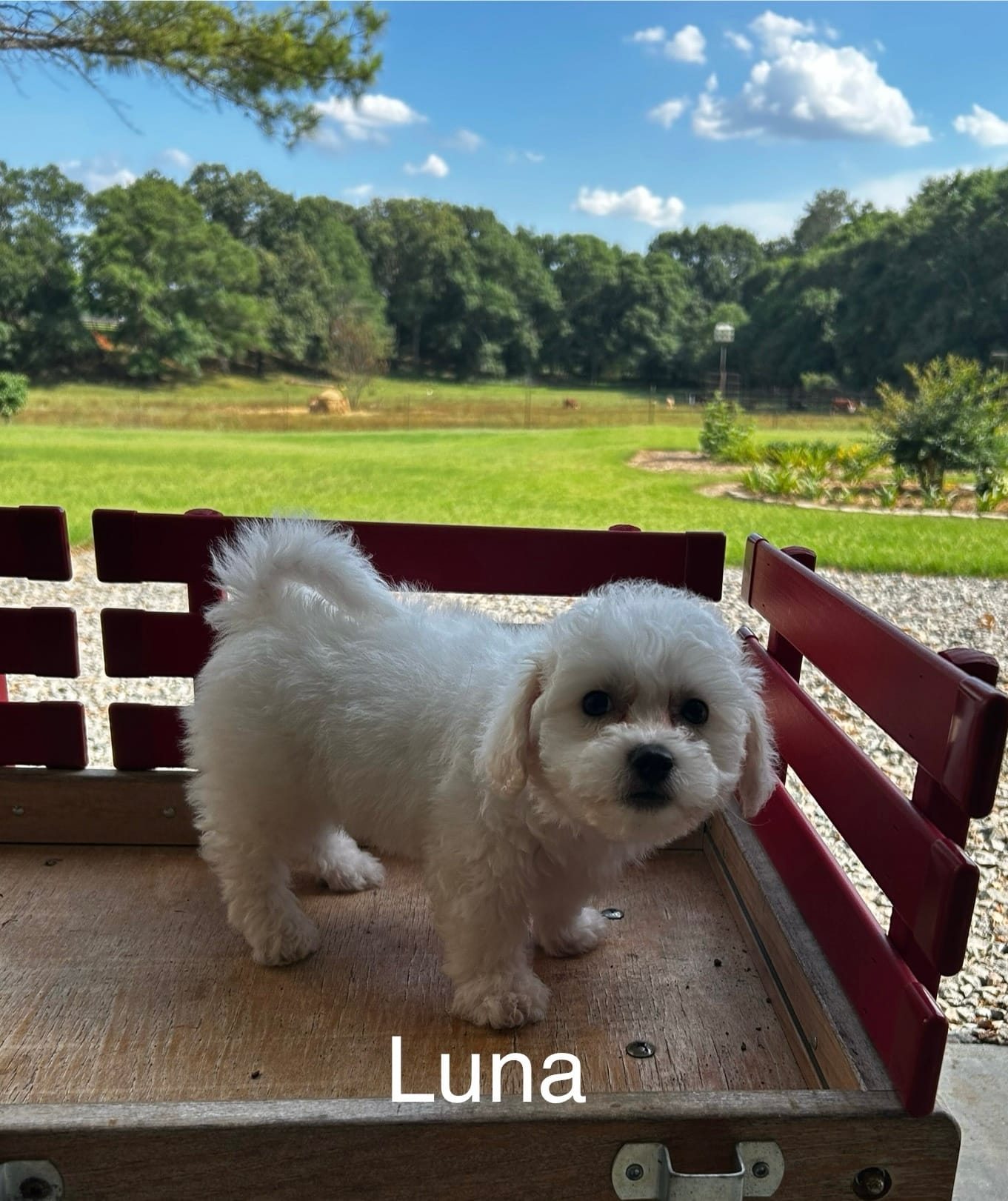 Luna – Bichon Frise puppy for sale in Montezuma, GA