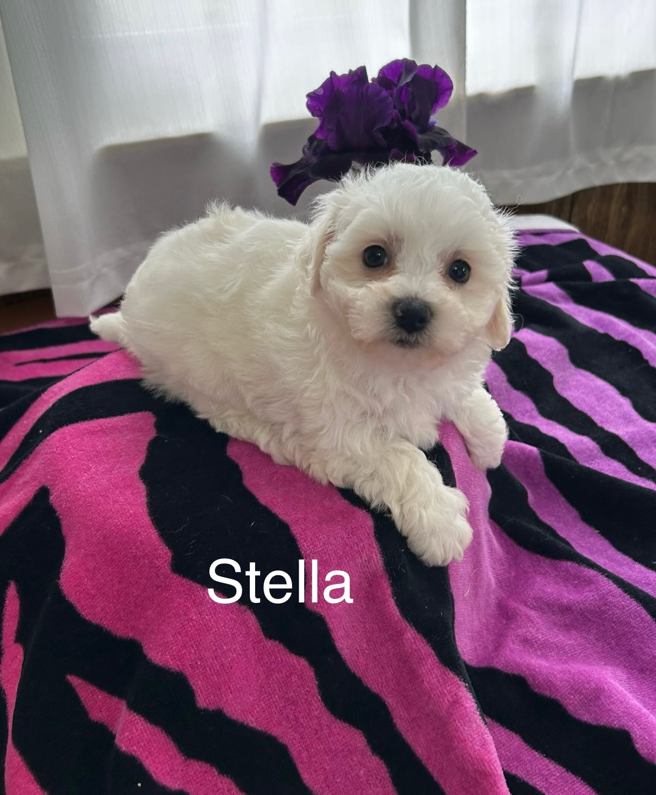 Stella – Bichon Frise puppy for sale in Montezuma, GA