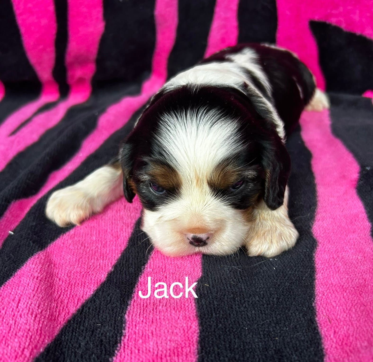 Jack – Cavalier King Charles Spaniel puppy for sale in Montezuma, GA