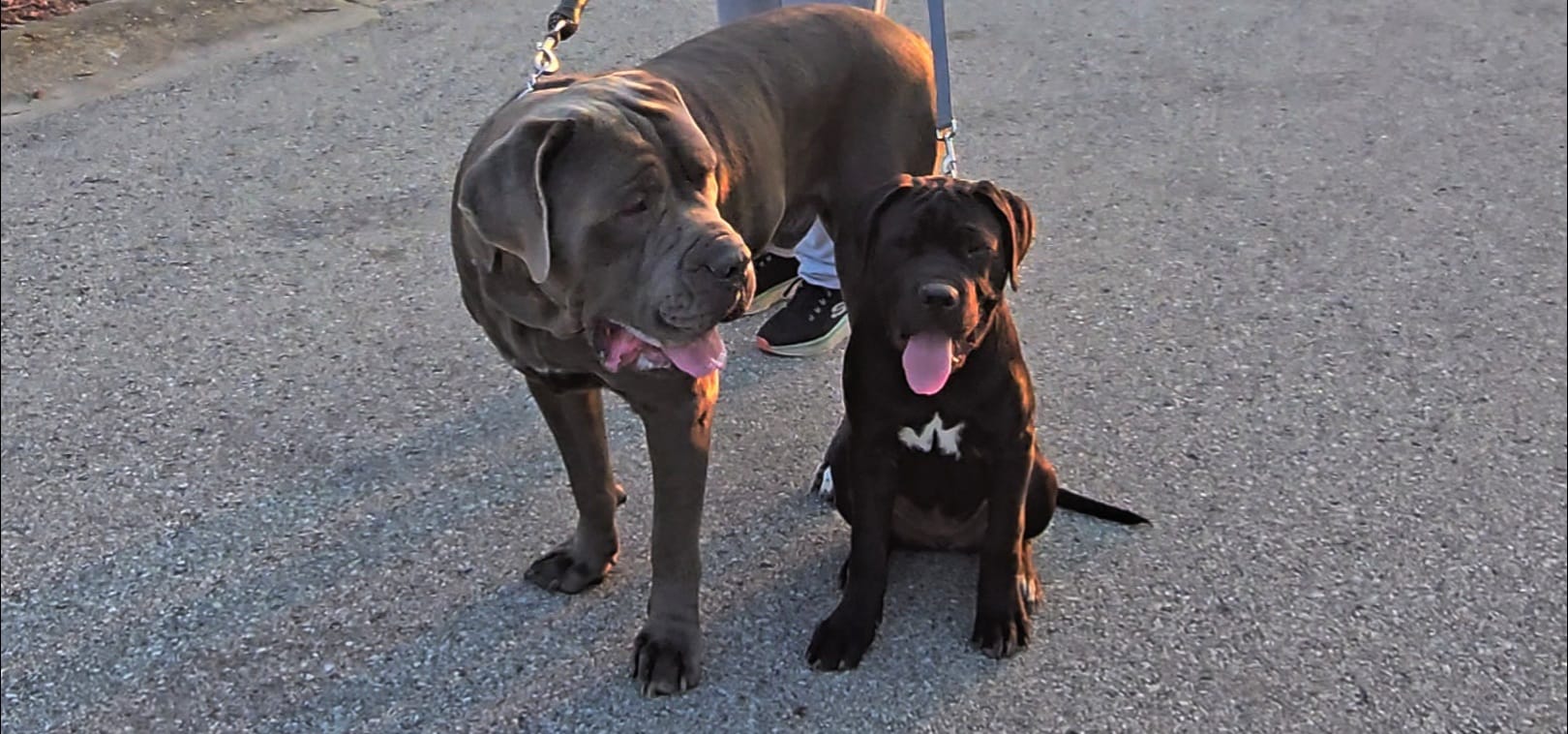 Lady – American Mastiff puppy for sale in Fishers, IN