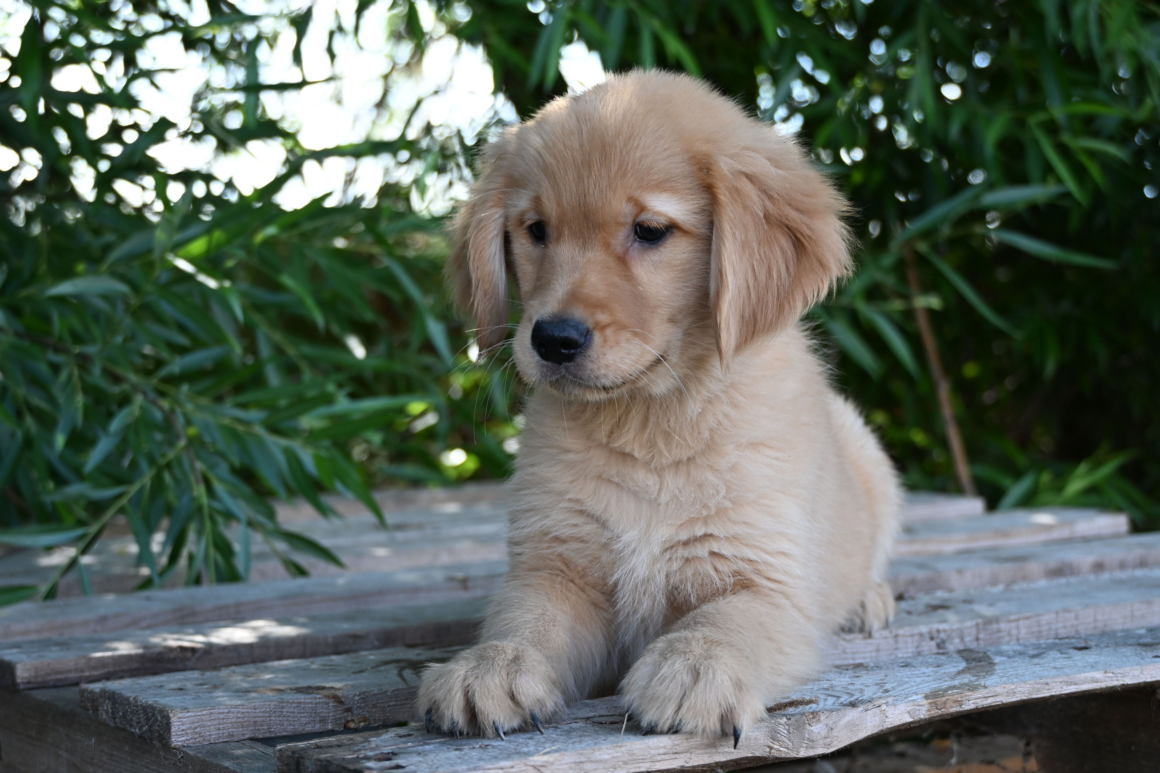 Female #4 – Golden Retriever puppy for sale in Modesto, CA