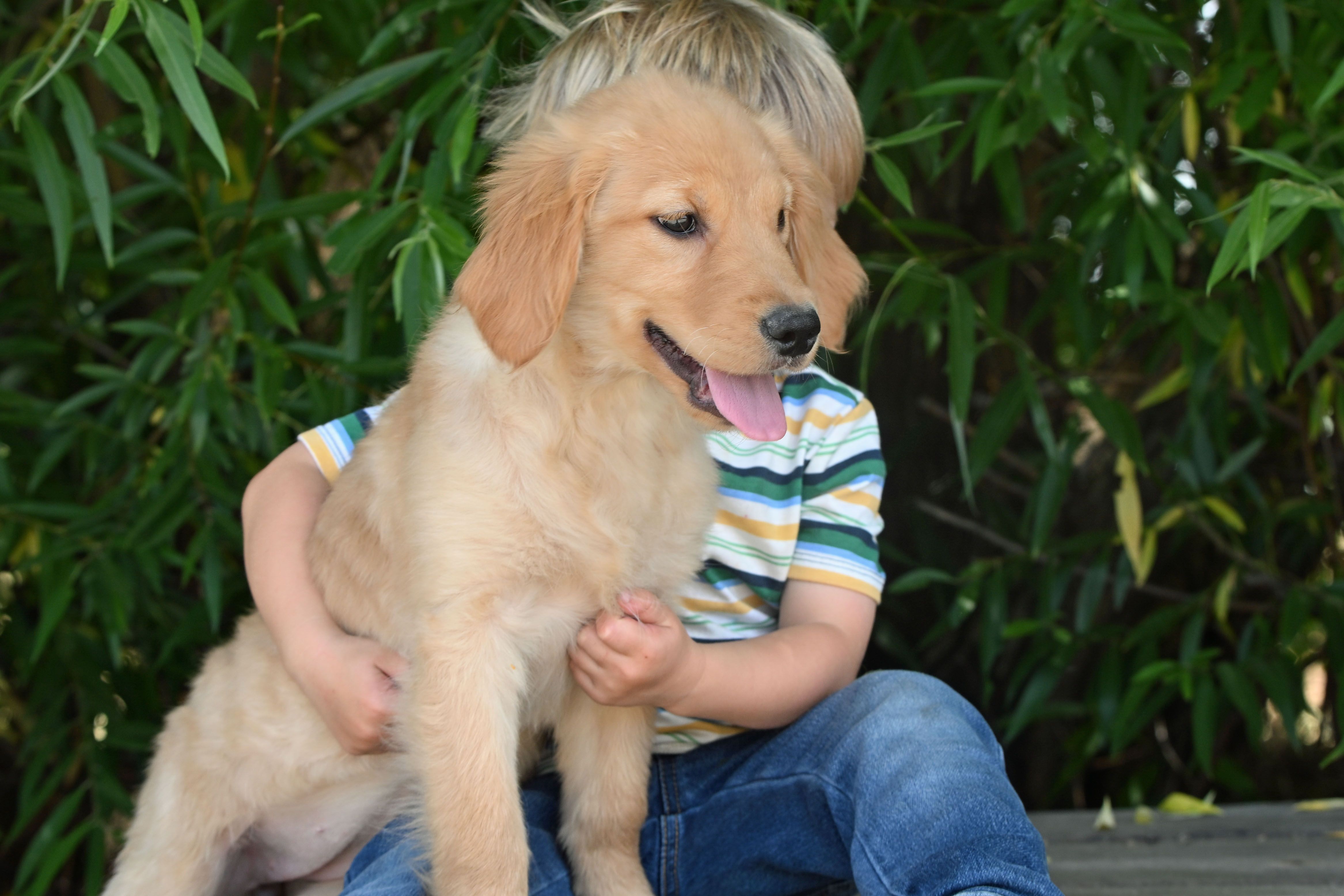 Sadie – Golden Retriever puppy for sale in Modesto, CA