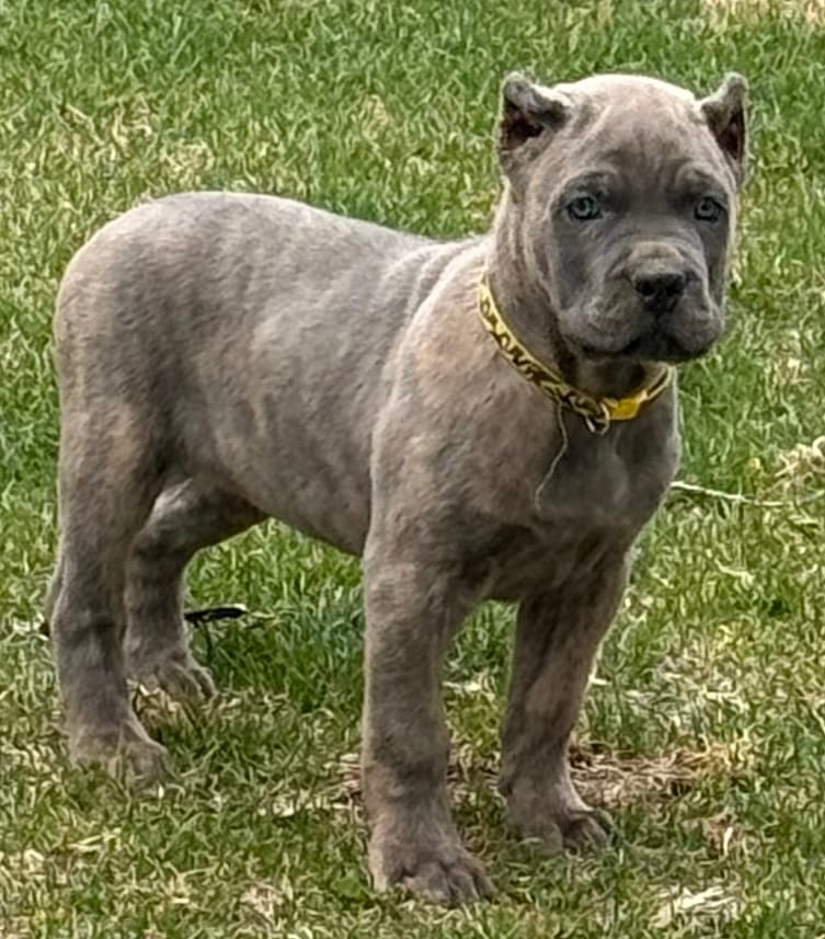 Ford – Cane Corso puppy for sale in Longmont, CO