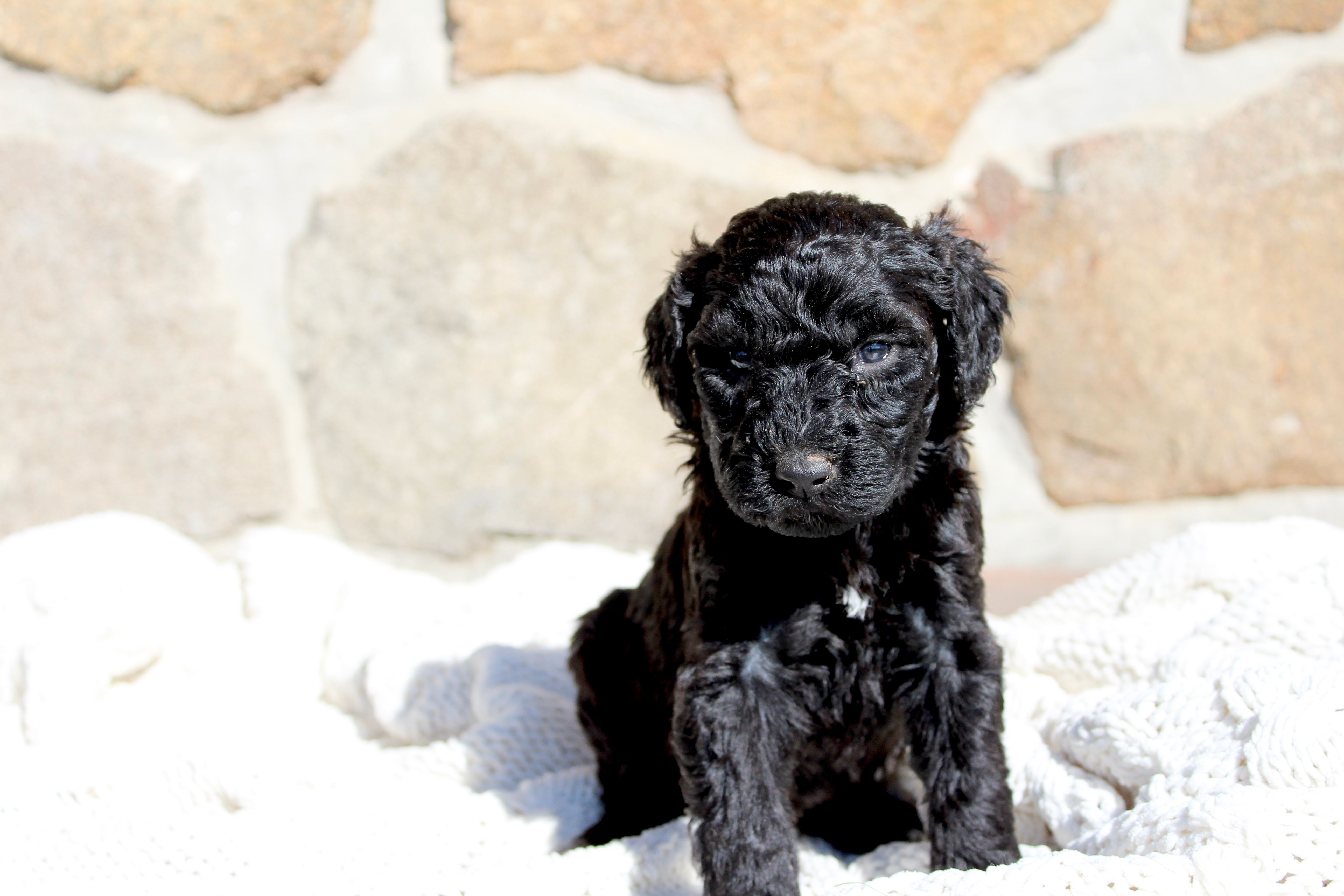 Casey – Portuguese Water Dog puppy for sale in Reinholds, PA