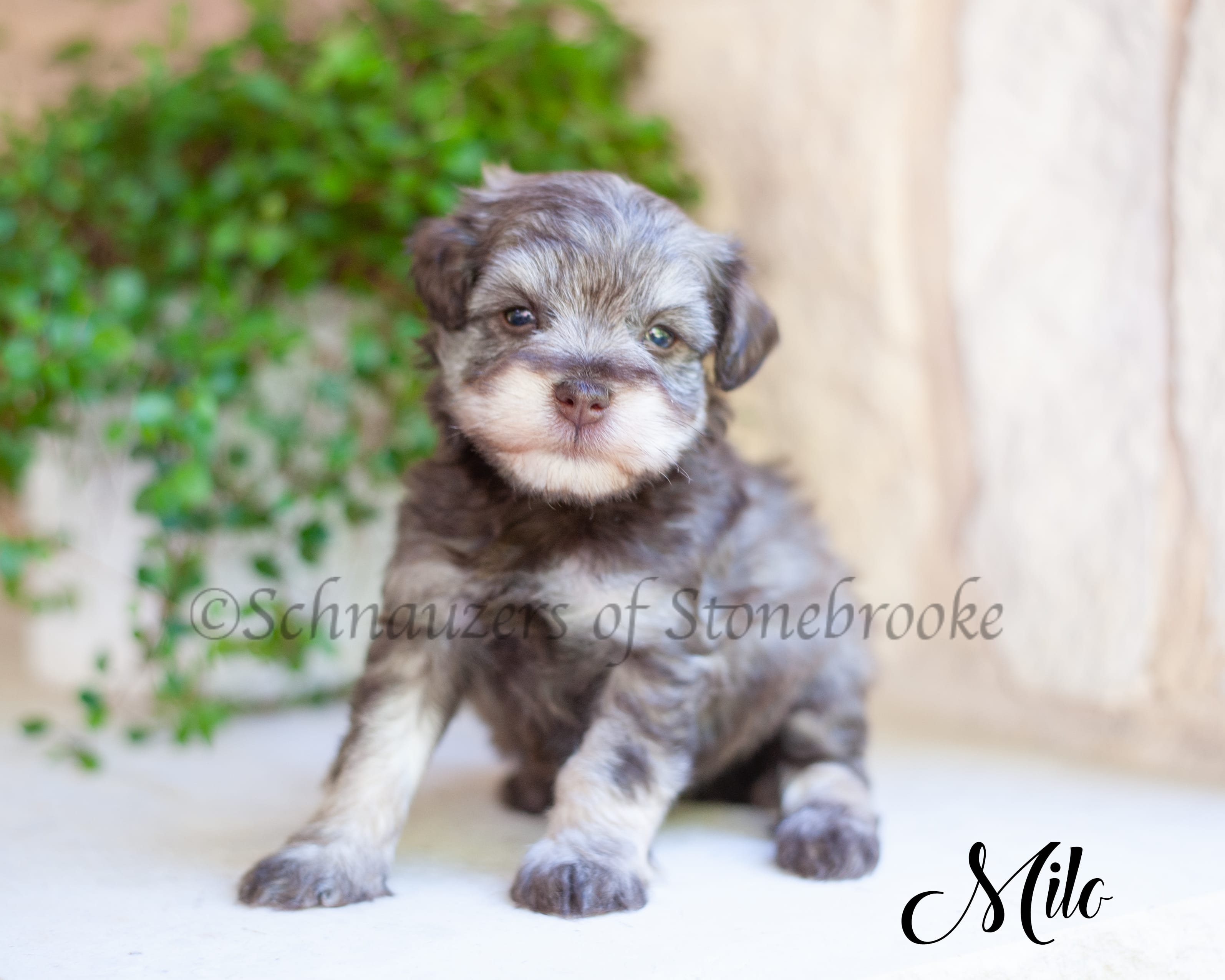 AKC Milo – Miniature Schnauzer puppy for sale in Abbeville, SC