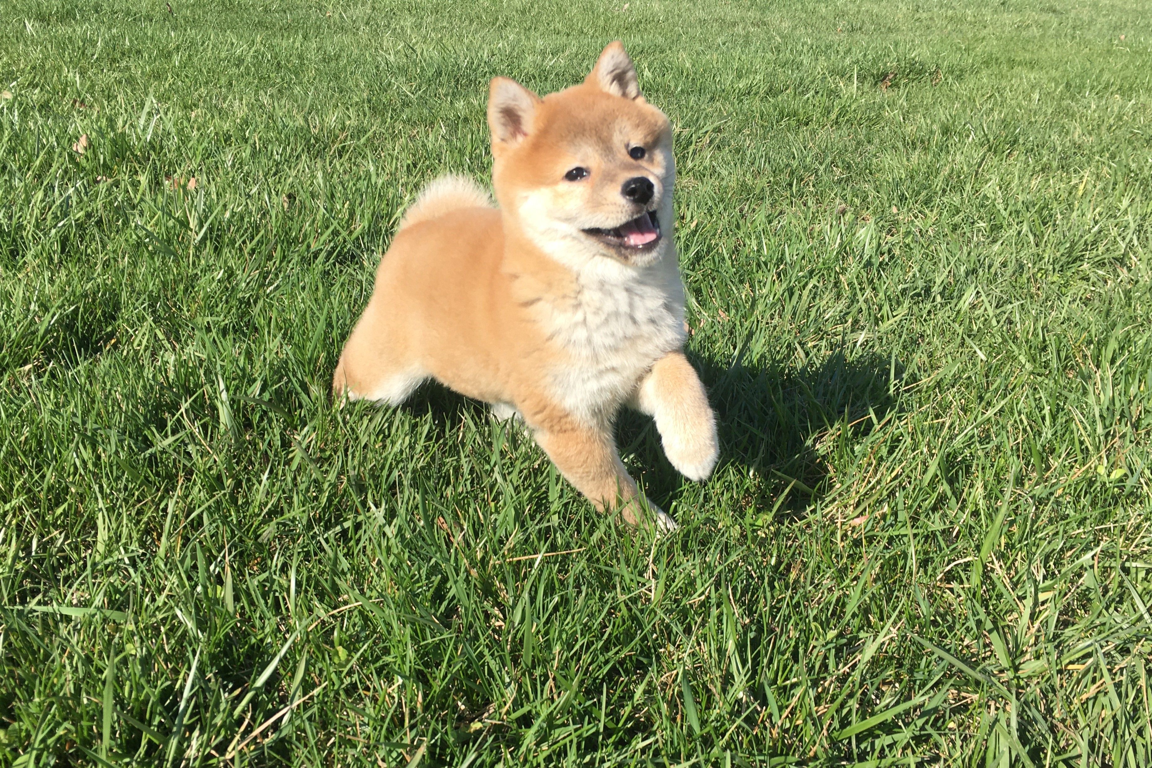Fiona  – Shiba Inu puppy for sale in Seymour, MO