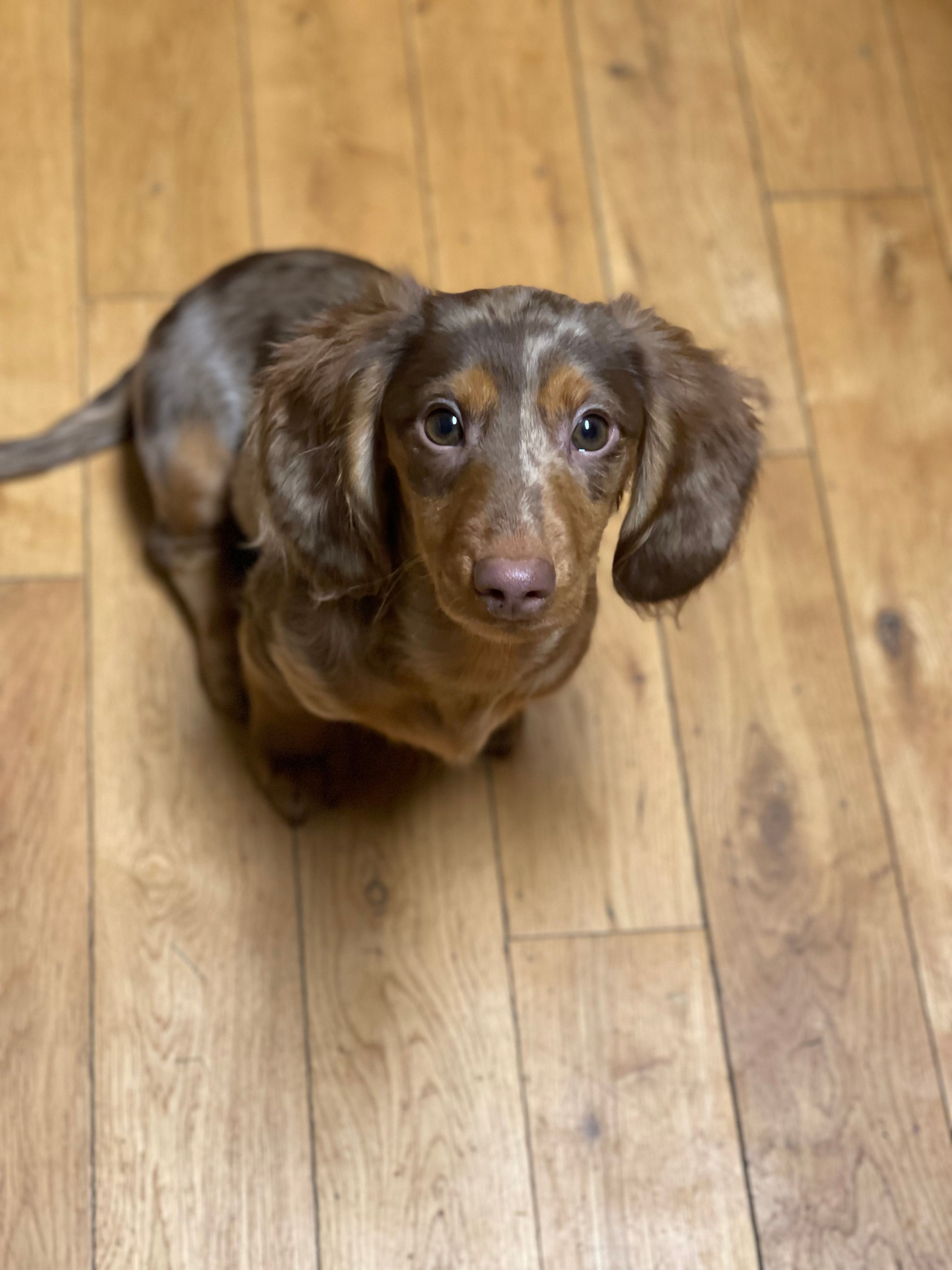 Willy – Miniature Dachshund puppy for sale in North Clarendon, VT