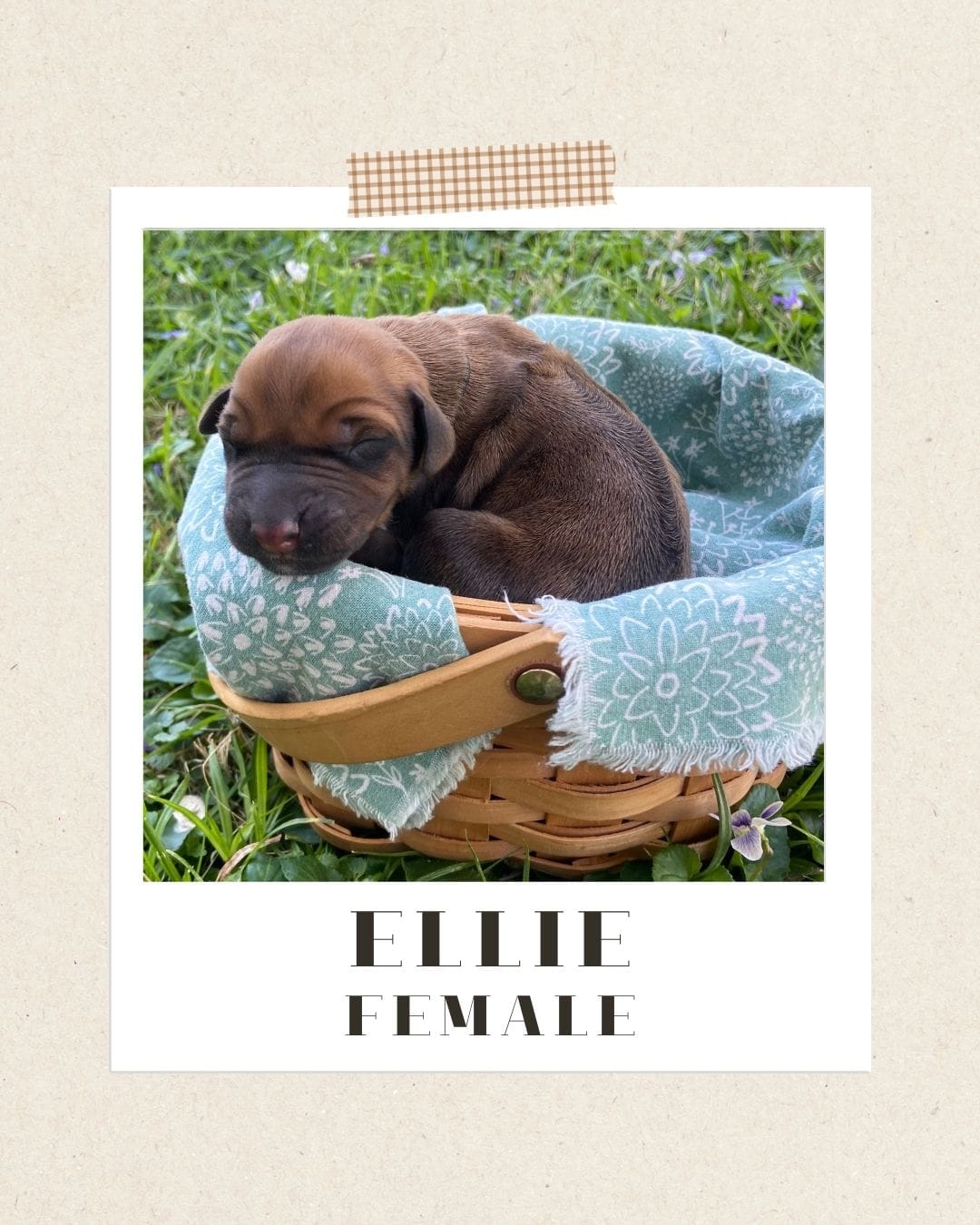 Ellie – Rhodesian Ridgeback puppy for sale in Clever, MO