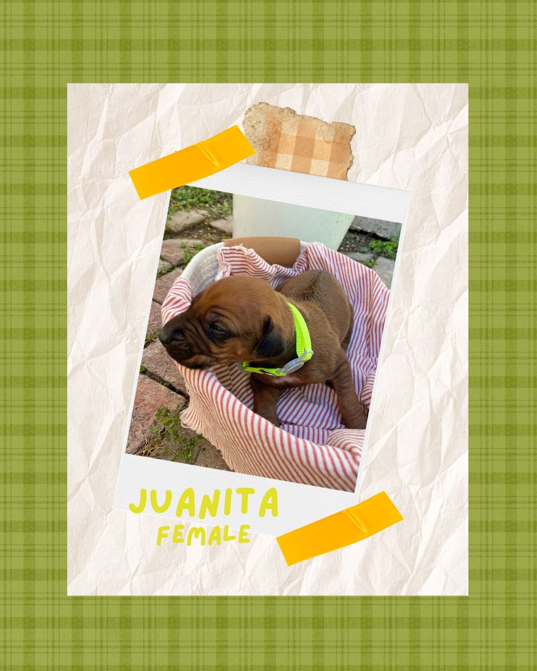 Juanita – Rhodesian Ridgeback puppy for sale in Clever, MO