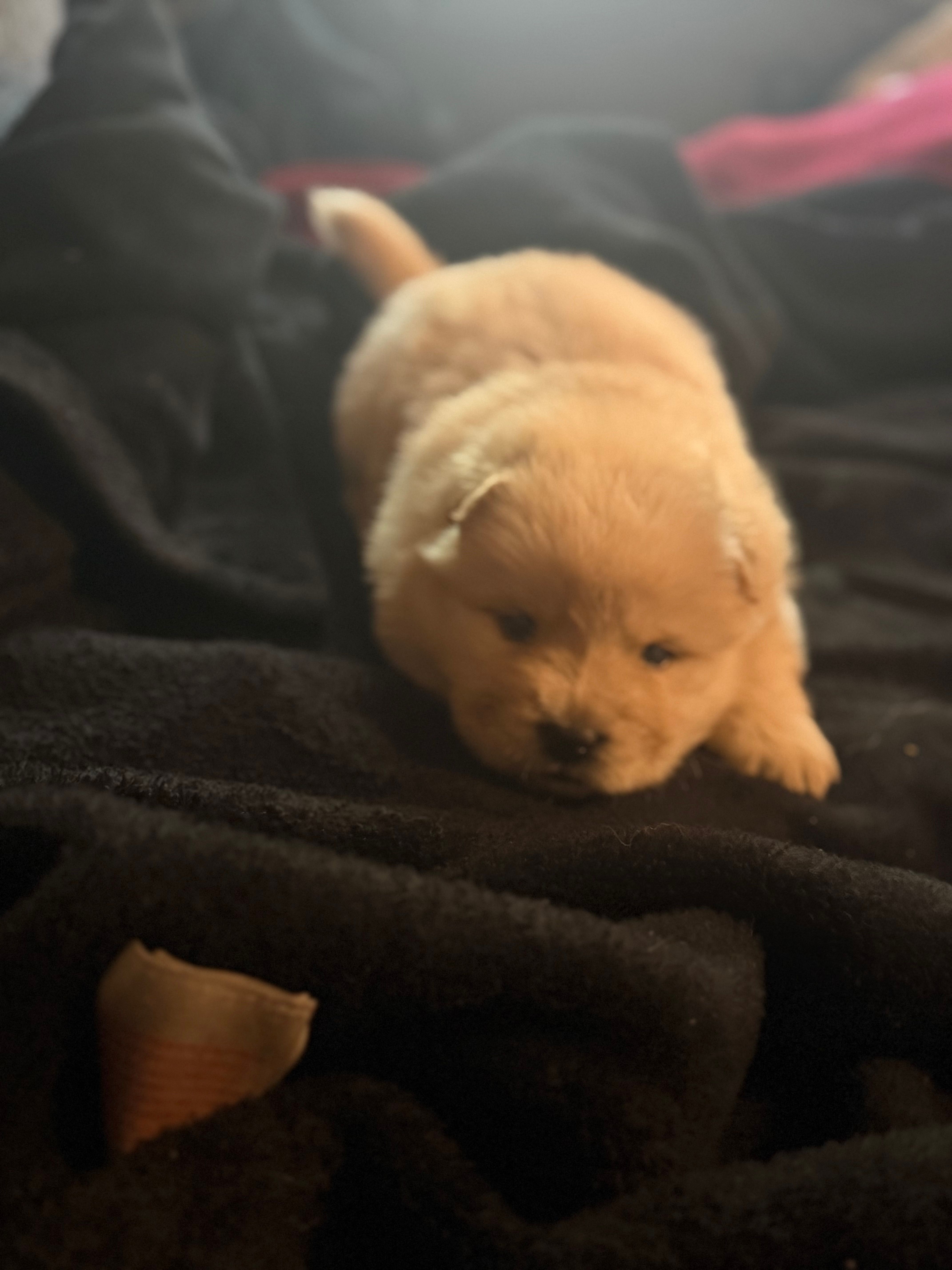 Chow chow male red 2 – Chow Chow puppy for sale in Tarboro, NC