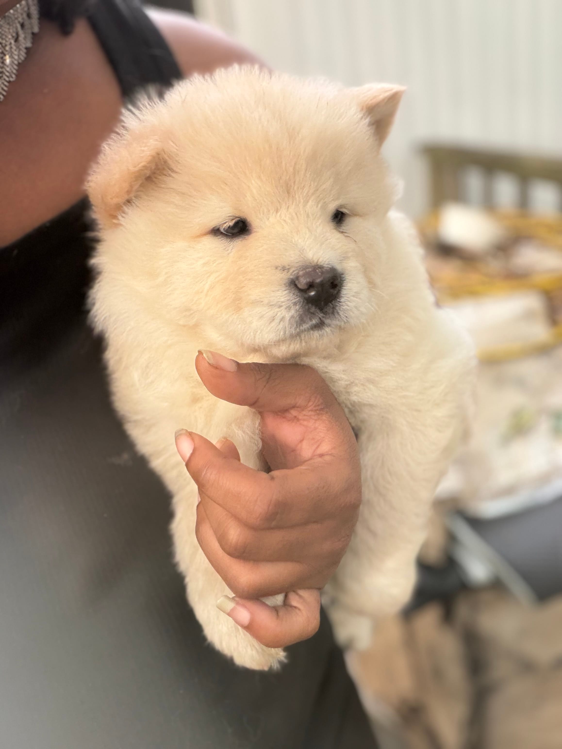 Chow male – Chow Chow puppy for sale in Tarboro, NC