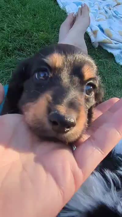 Teddy LH AKC, a male Miniature Dachshund for sale in West Valley City, UT – 2 of 10