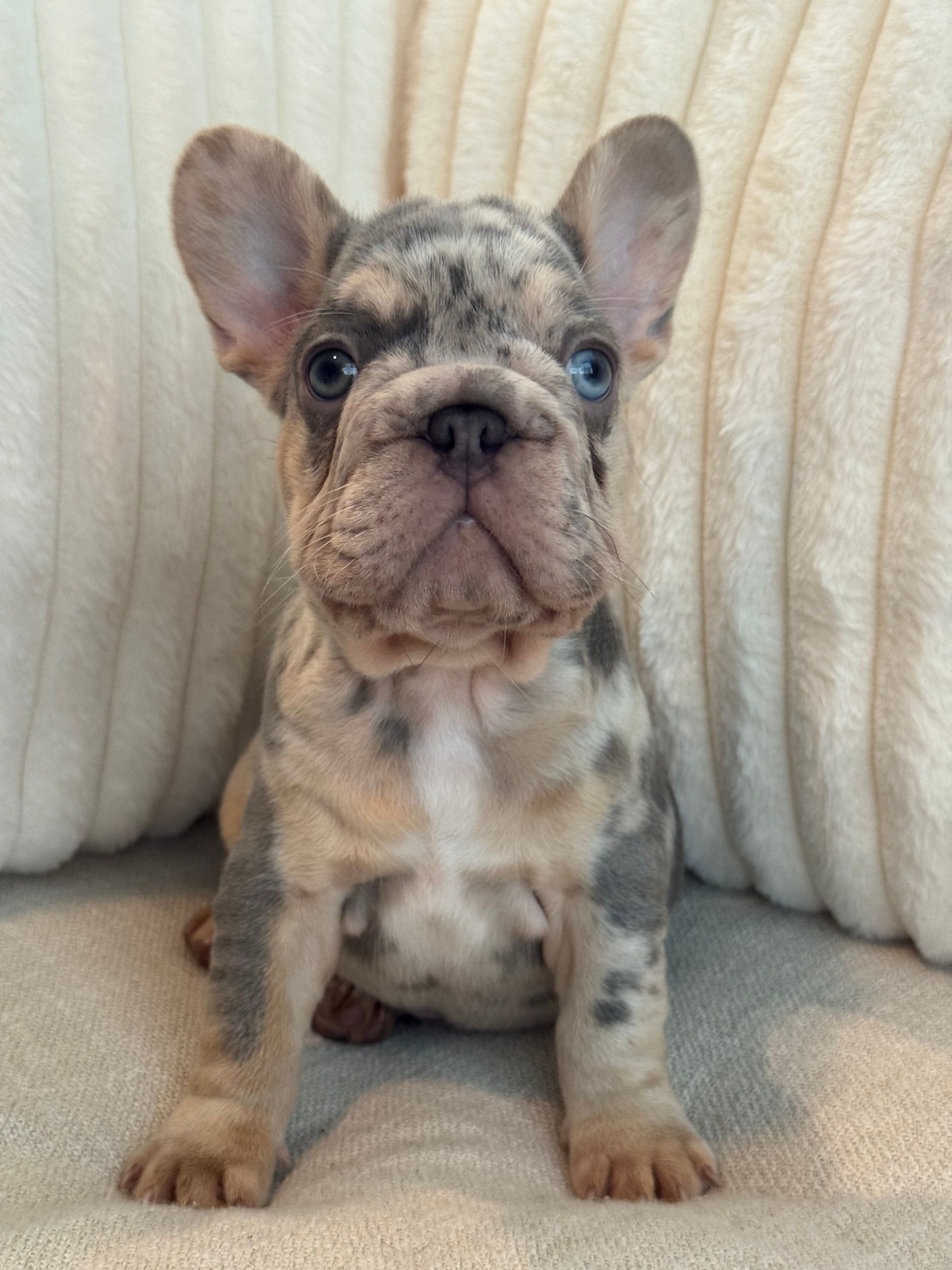 Azul  – French Bulldog puppy for sale in The Woodlands, TX