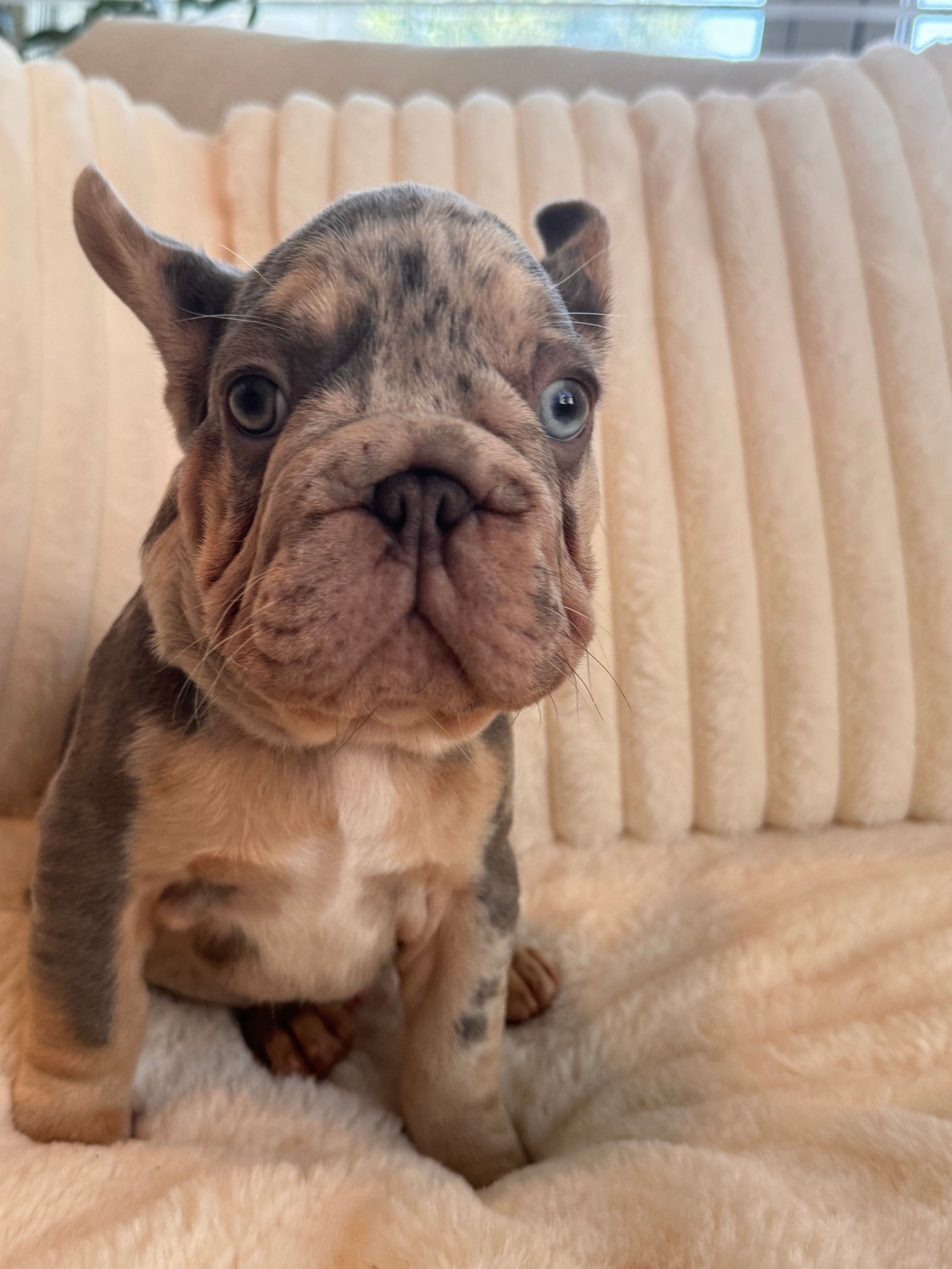 Azul  – French Bulldog puppy for sale in The Woodlands, TX