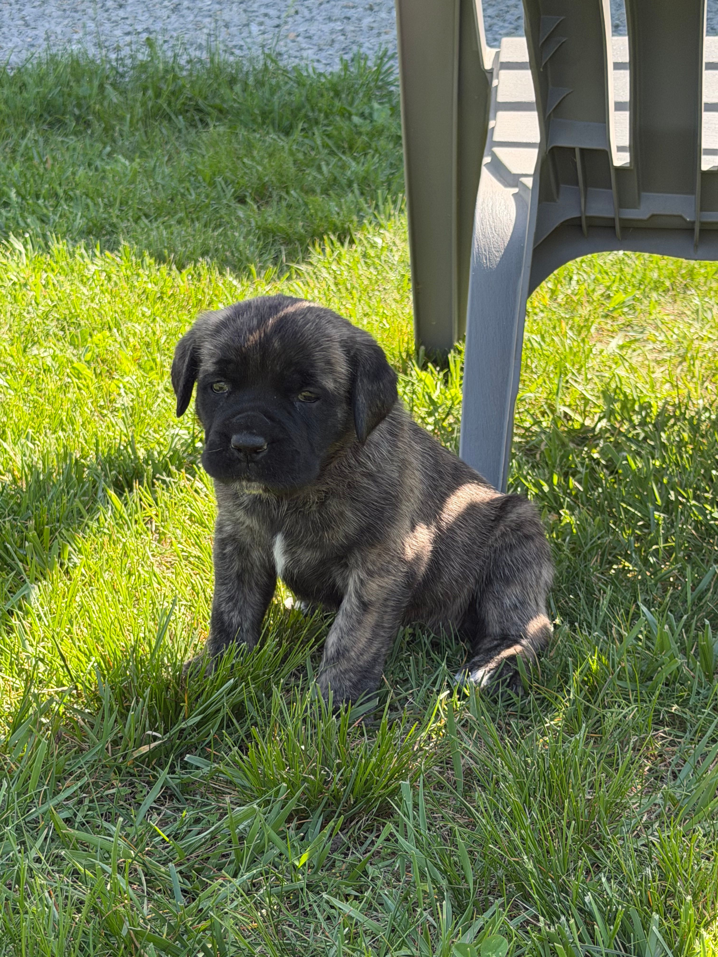 Female #1 – Cane Corso puppy for sale in Hillsboro, OH