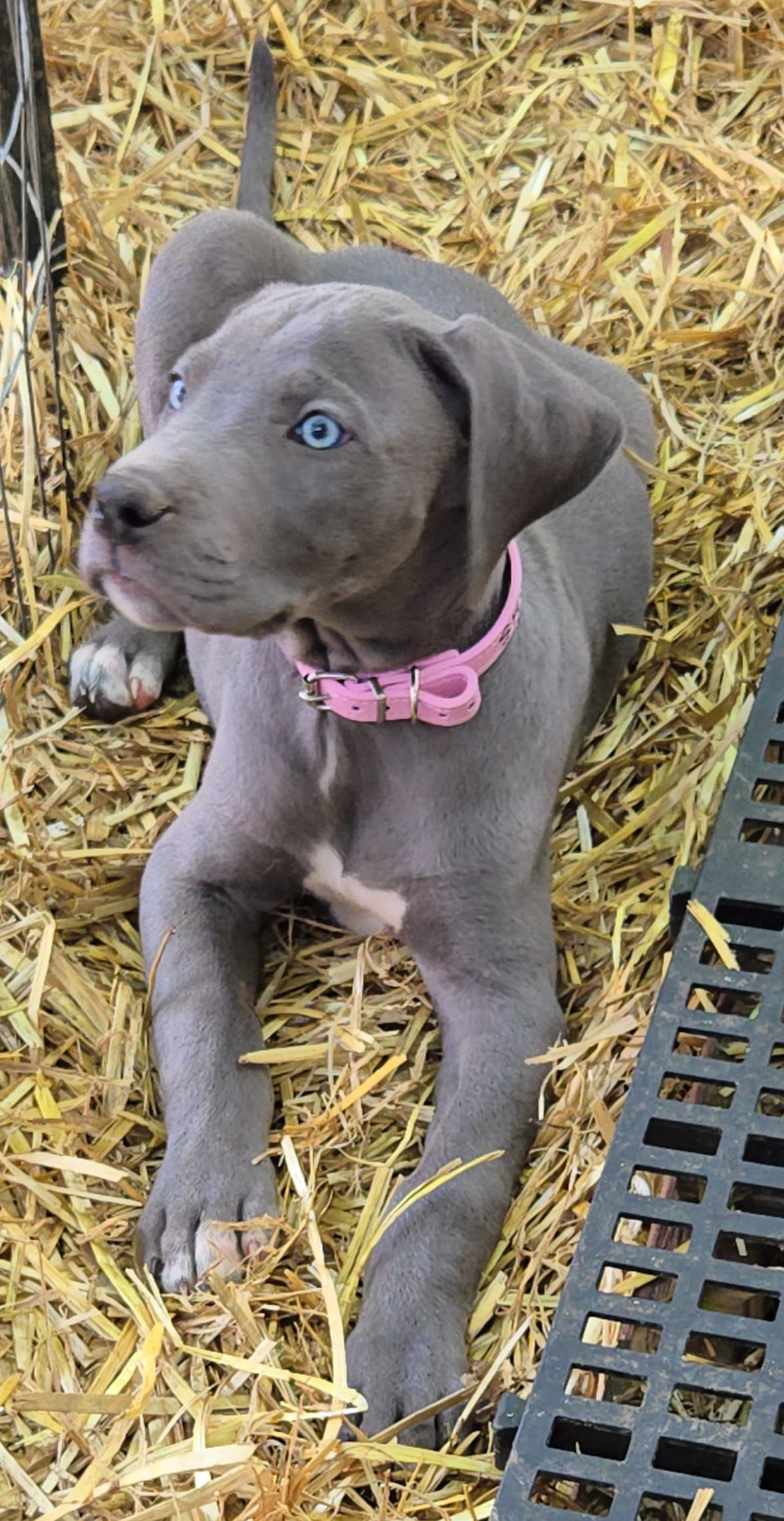 SPRING  – Great Dane puppy for sale in Baltimore, MD