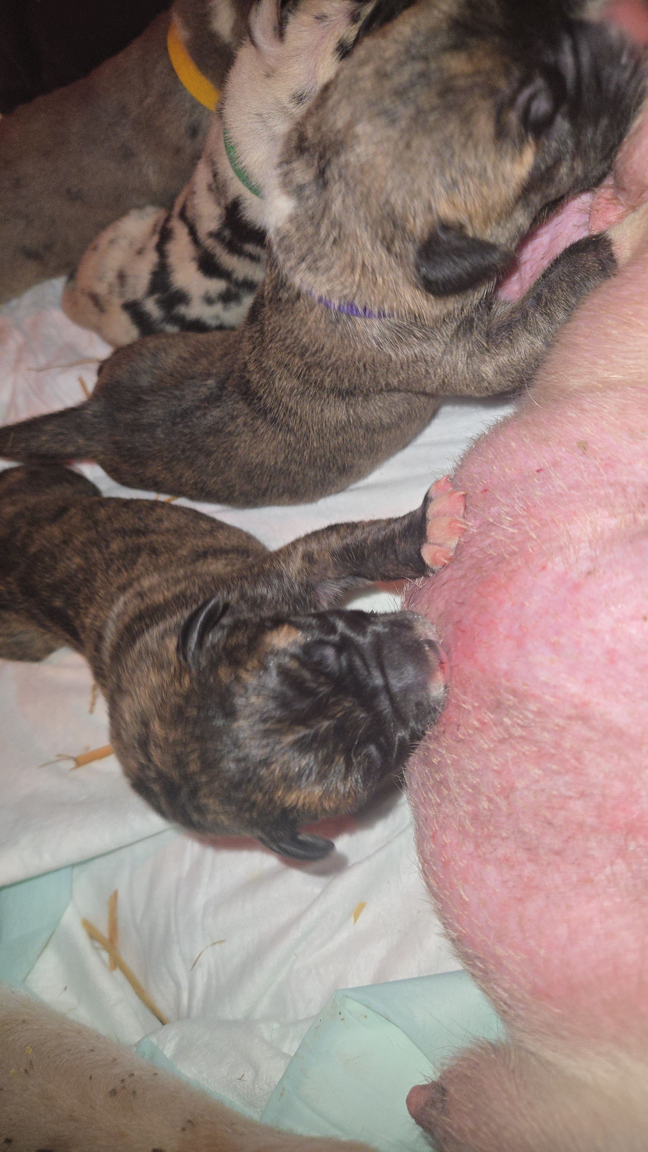 GATEWAY – Great Dane puppy for sale in Baltimore, MD