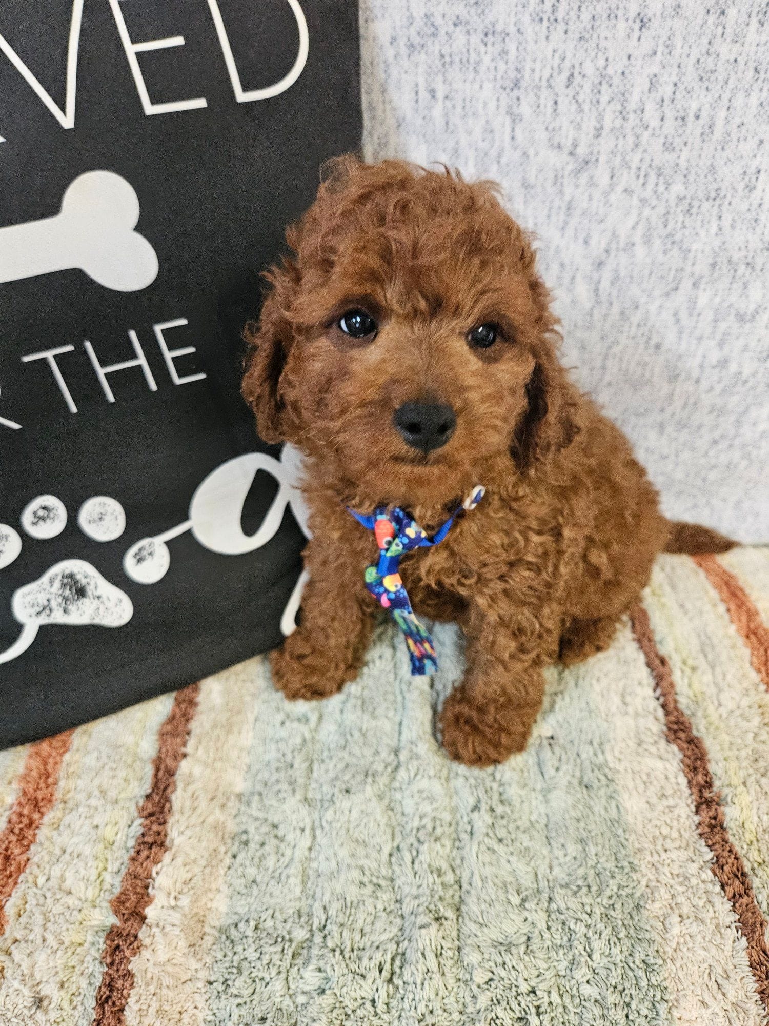 F1b Cavapoo m  – Cavapoo puppy for sale in Princeton, KY