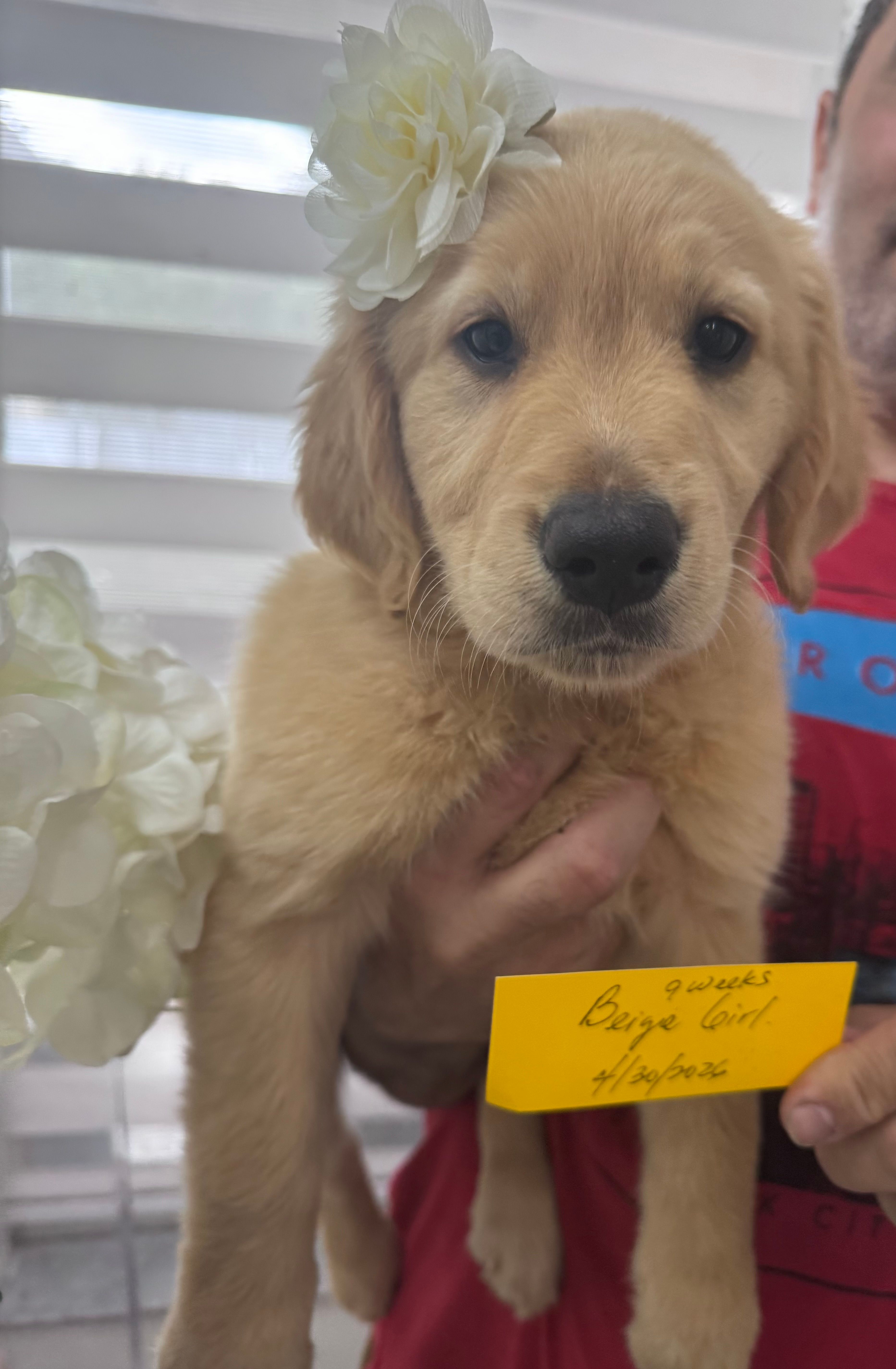 Beige Girl  – Golden Retriever puppy for sale in Orlando, FL