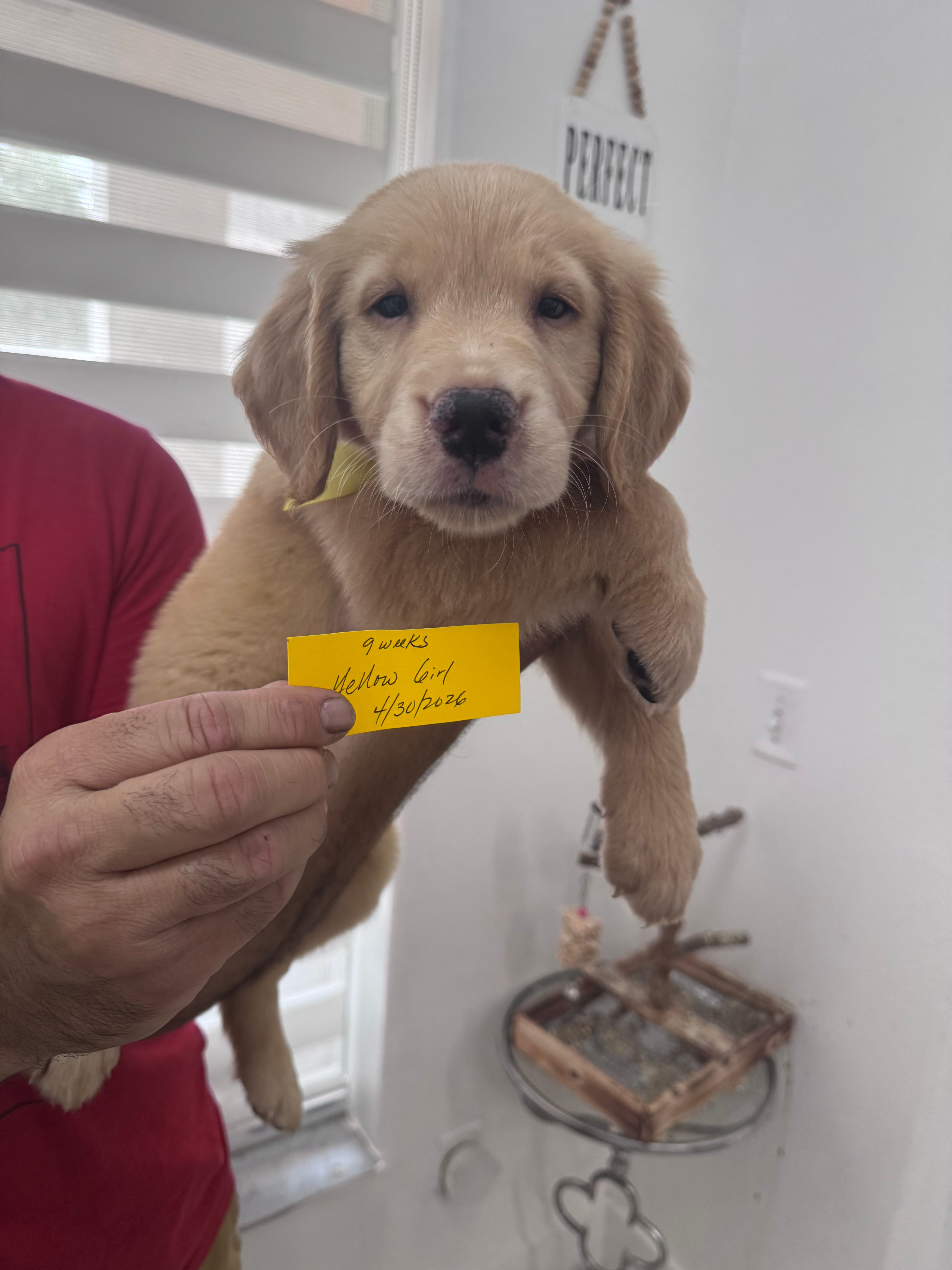 Light yellow girl  – Golden Retriever puppy for sale in Orlando, FL