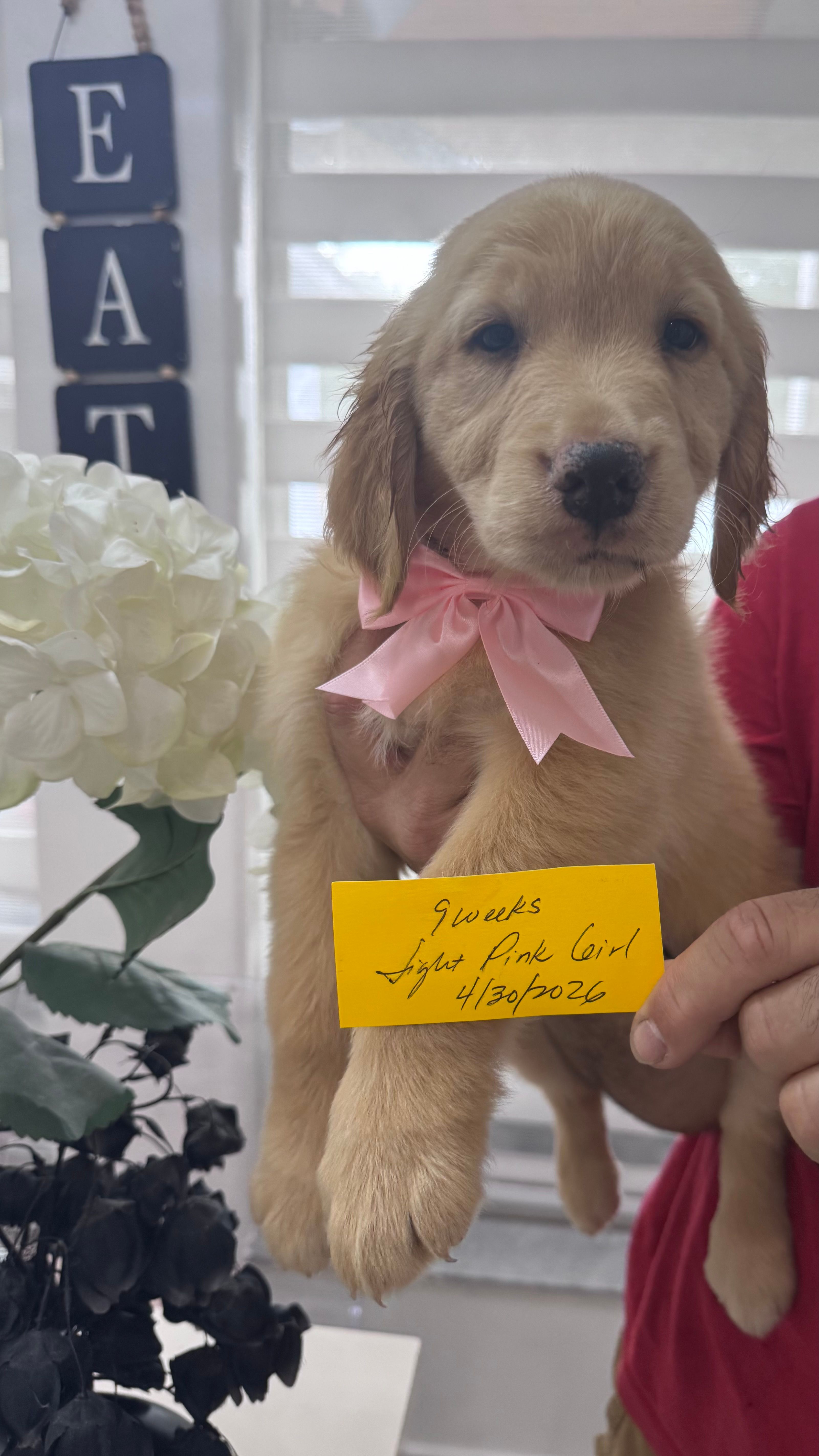 Light Pink girl  – Golden Retriever puppy for sale in Orlando, FL
