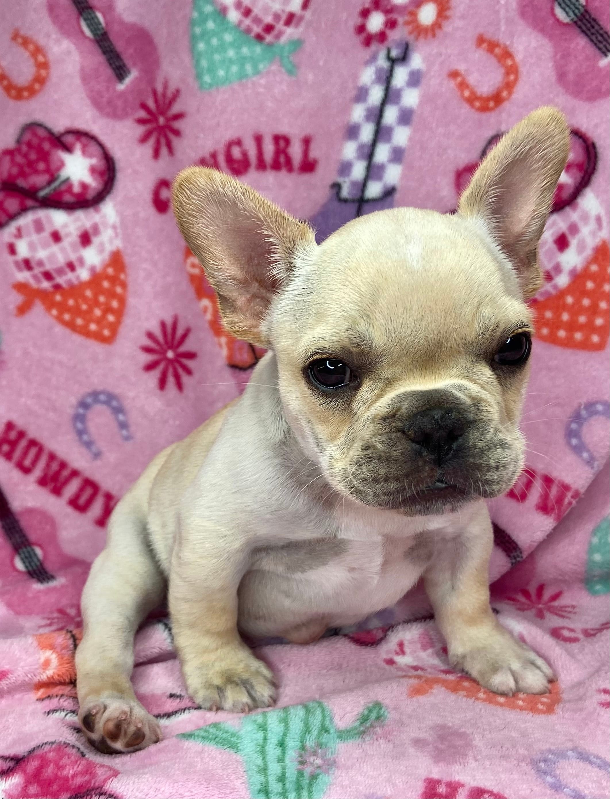 Thelma – French Bulldog puppy for sale in Dysart, IA