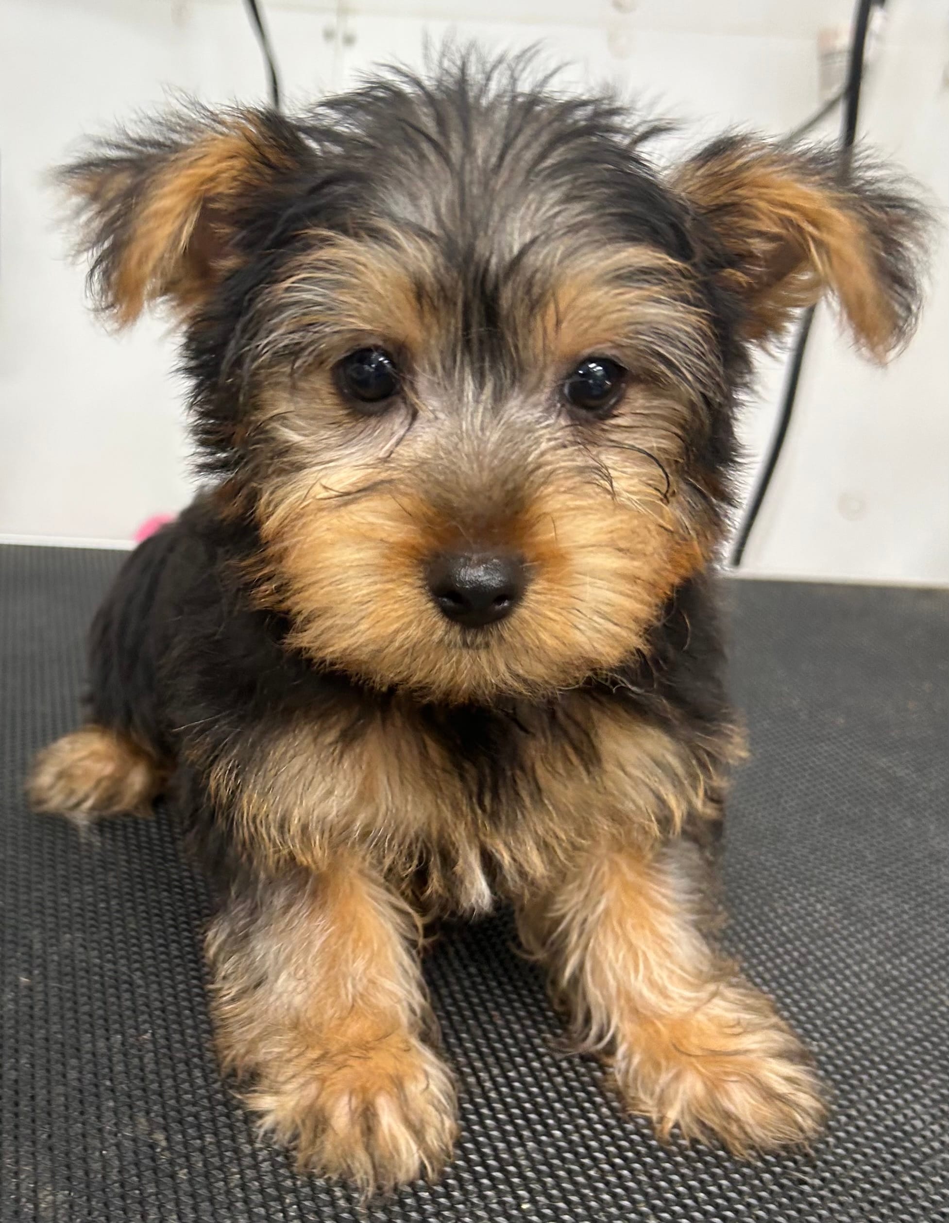 Blue Boy – Yorkshire Terrier puppy for sale in Somerville, AL