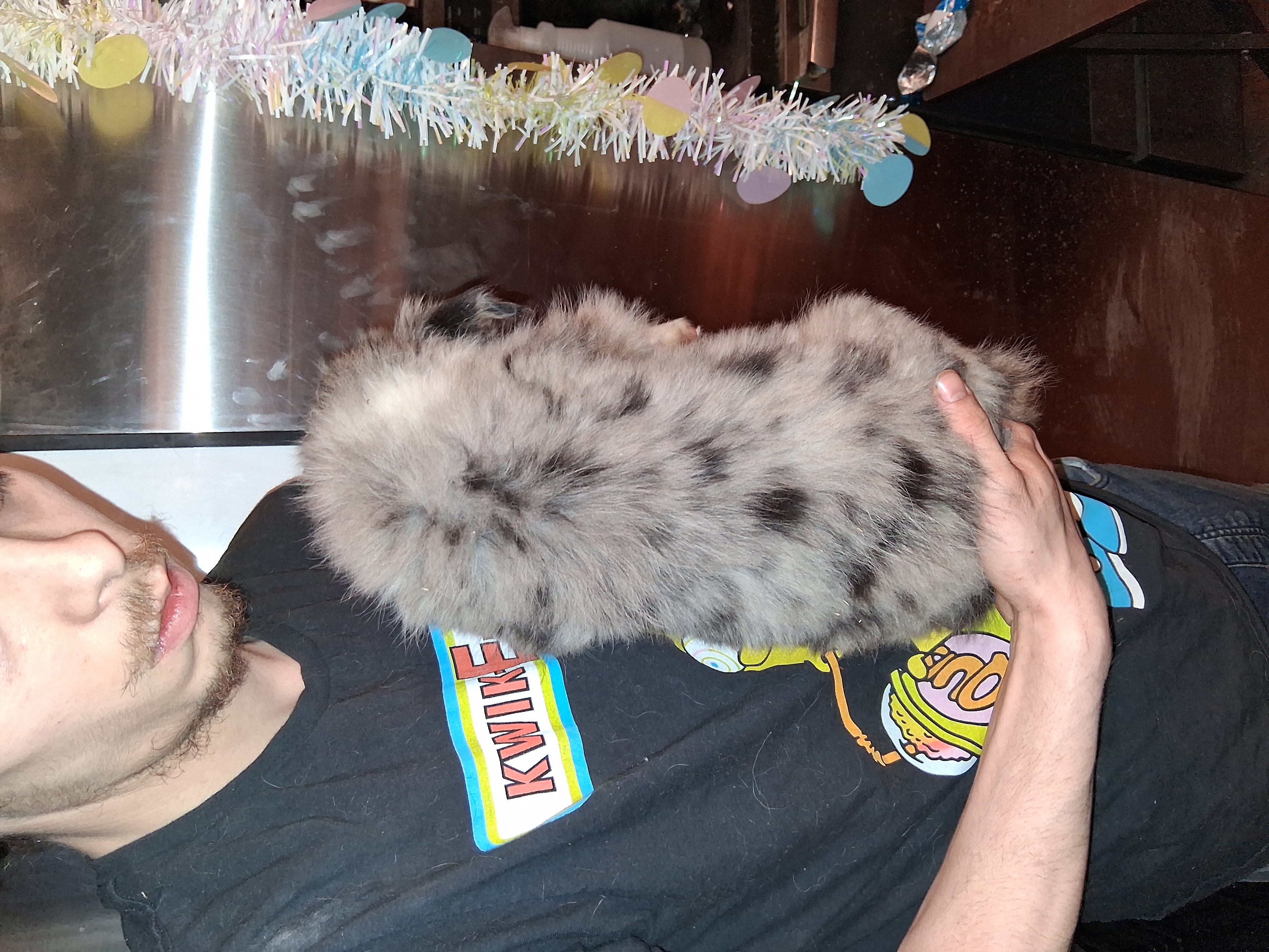 AKC Sug.blue merle F no tail – Australian Shepherd puppy for sale in Wolcott, NY