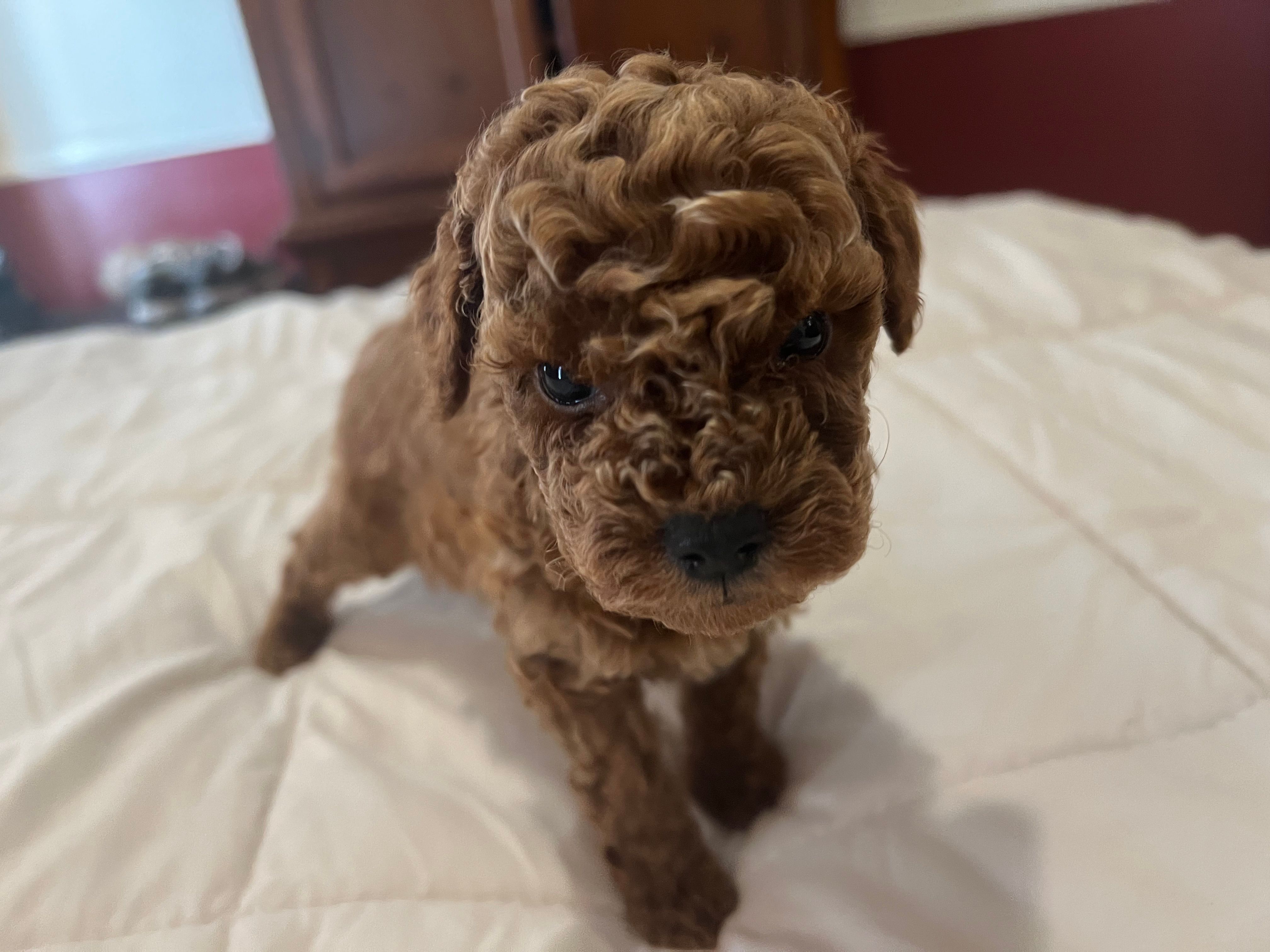 AKC LTD BENTLY – Poodle - Toy  puppy for sale in Valrico, FL