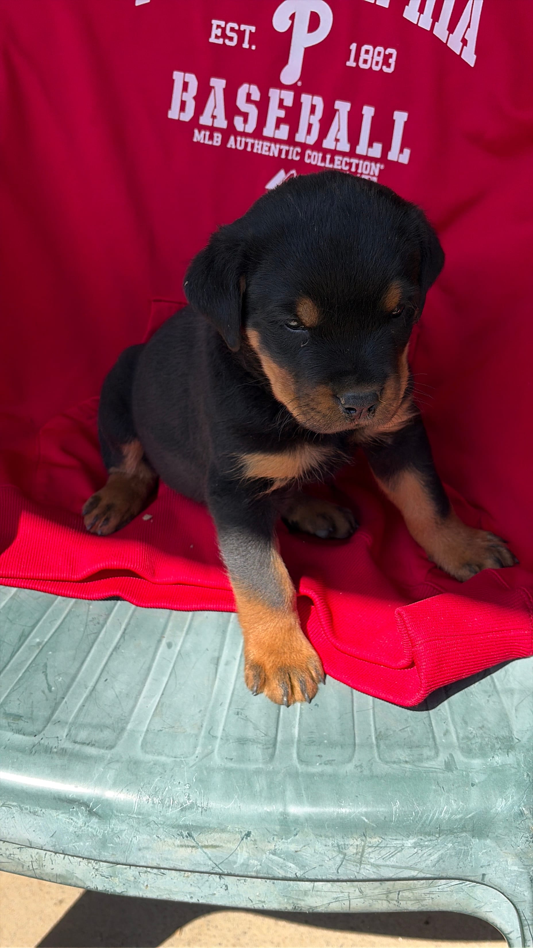 Rottweiler Male  – Rottweiler puppy for sale in Hellertown, PA
