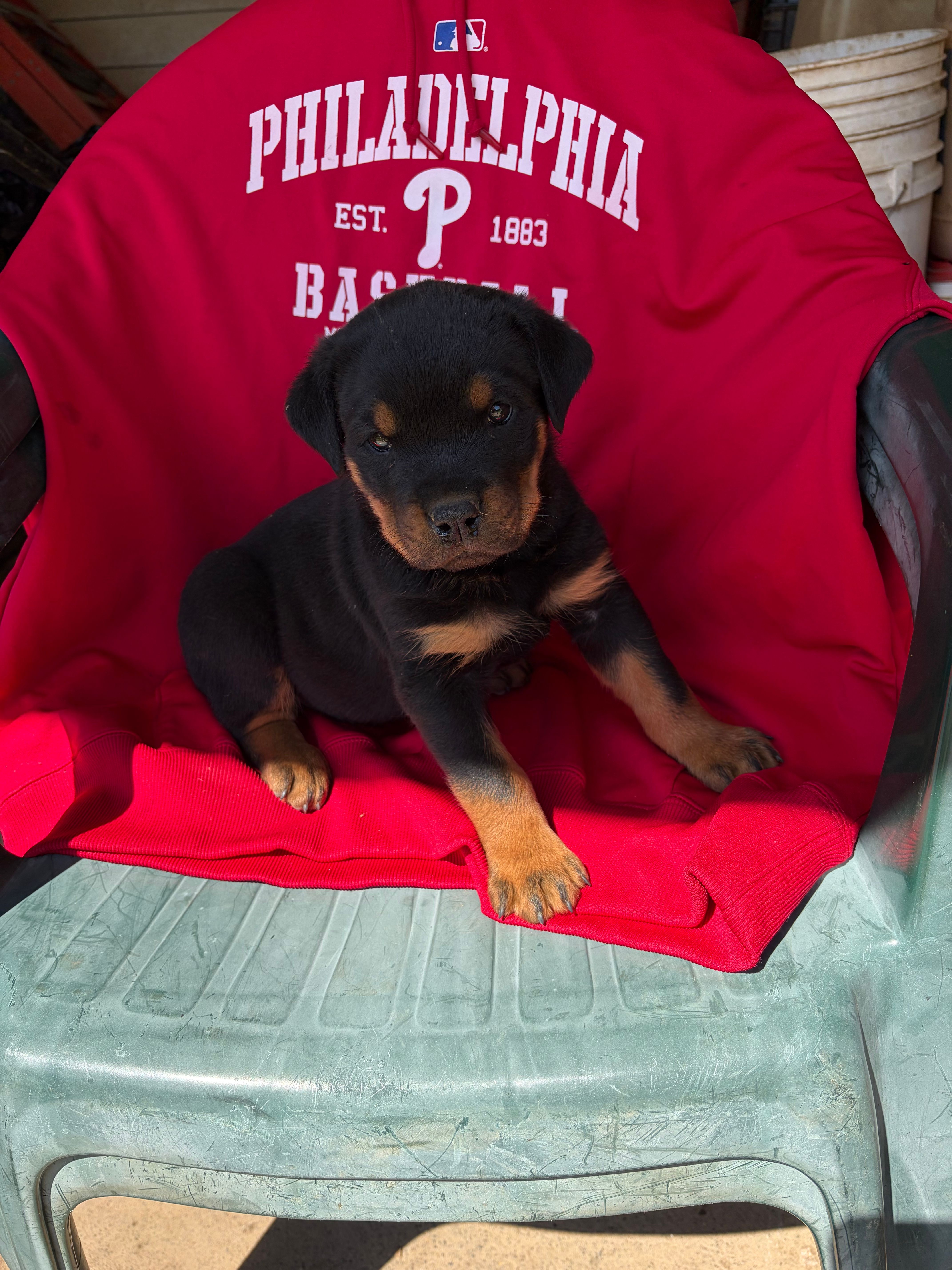 Female Rottweiler – Rottweiler puppy for sale in Hellertown, PA