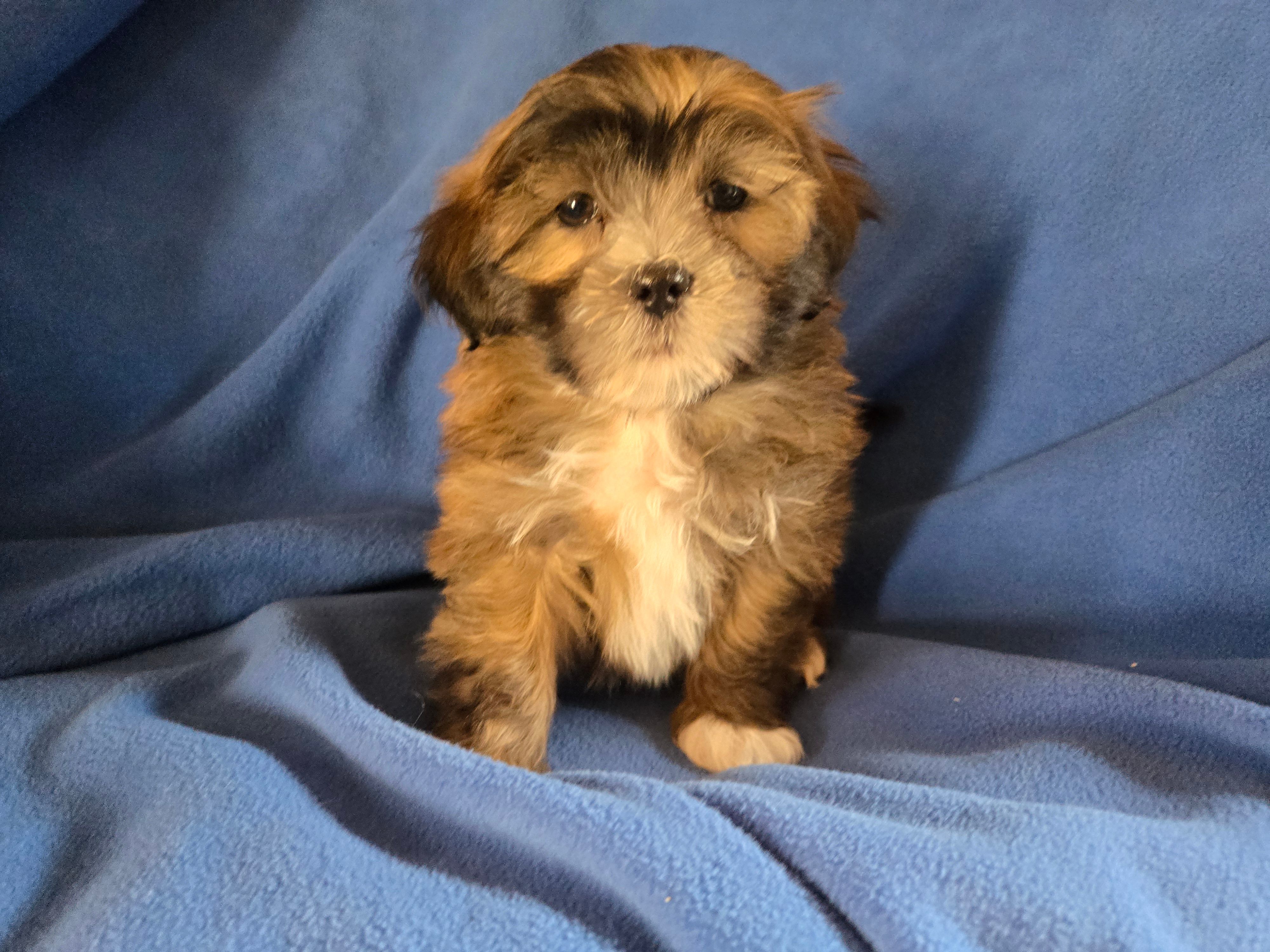Shihpoo – Shihpoo puppy for sale in Buffalo, NY